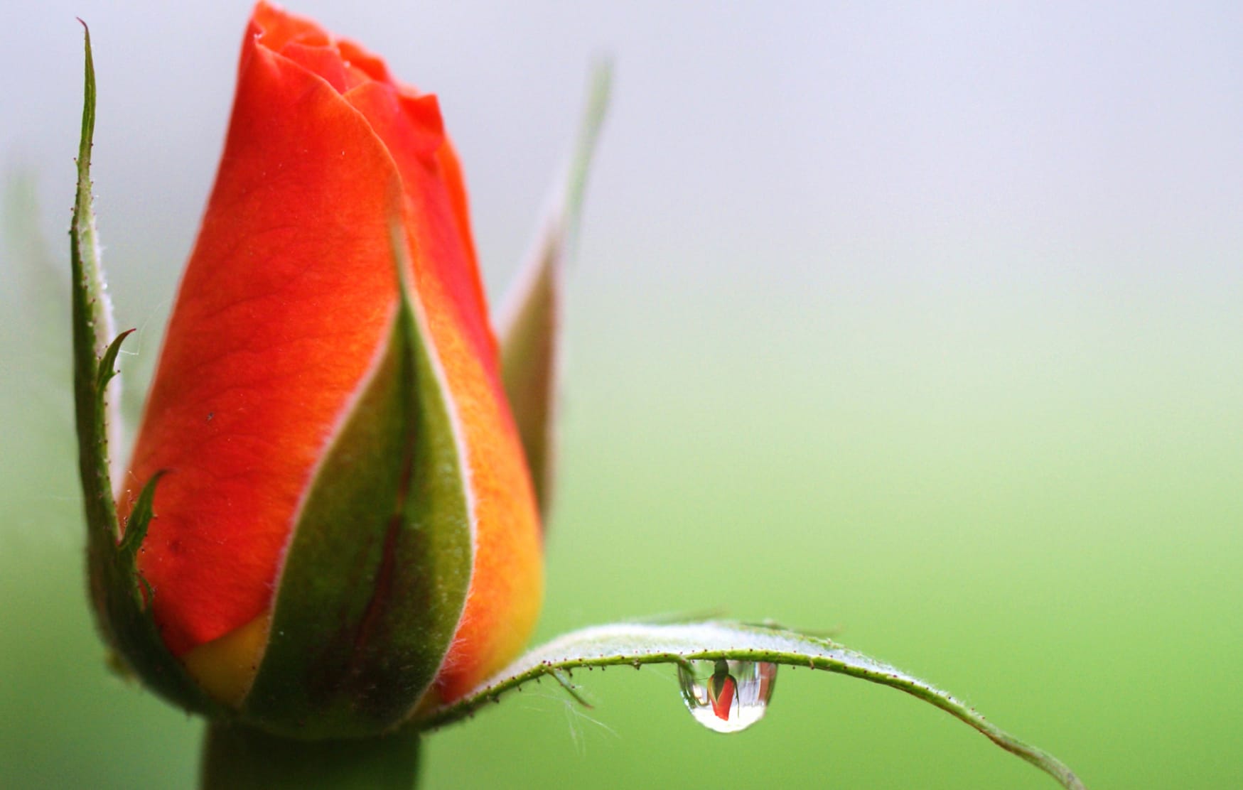 Bud Rose Flower Nature Water Drop at 1600 x 1200 size wallpapers HD quality