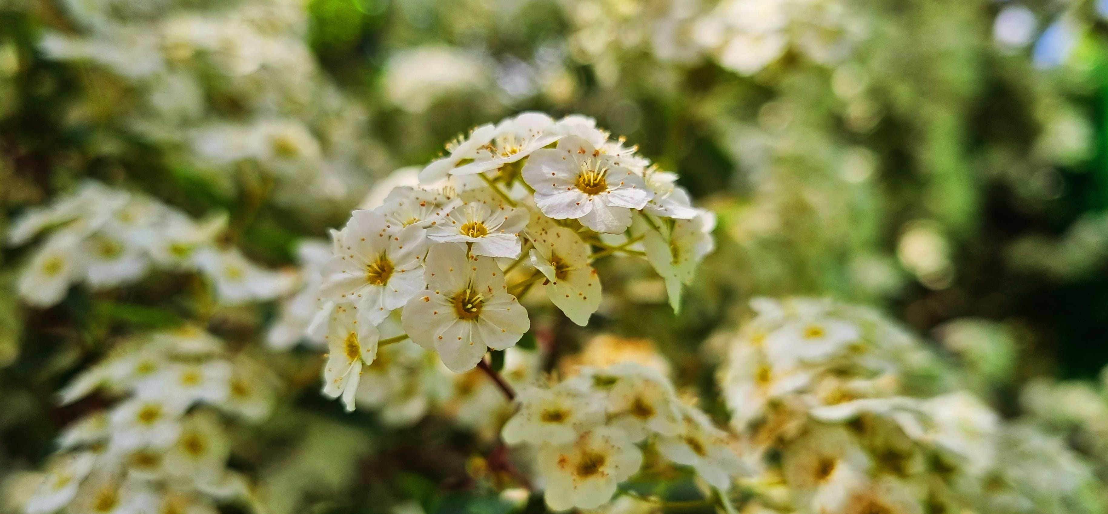 bush with flowers wallpapers HD quality