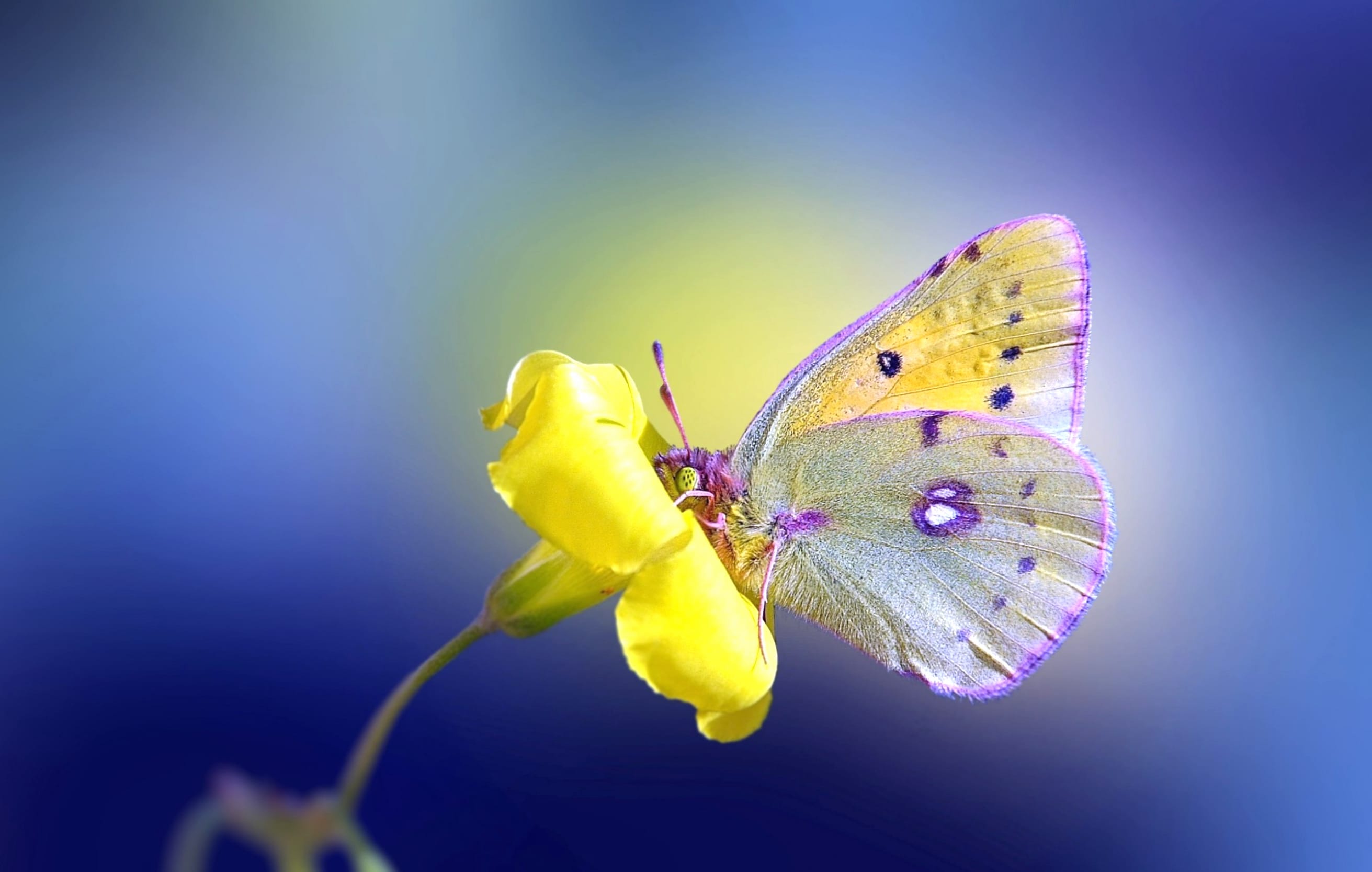 Butterfly Bliss on a Bright Flower at 1024 x 1024 iPad size wallpapers HD quality