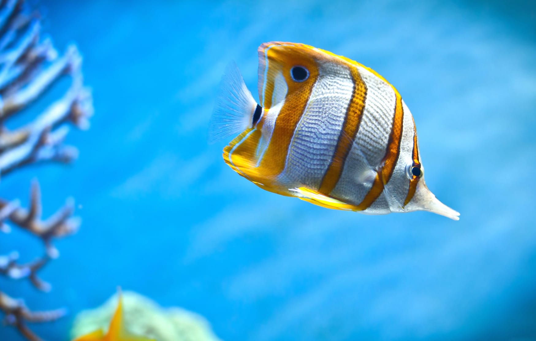 Butterflyfish Underwater wallpapers HD Butterflyfish Underwater wallpapers HD quality
