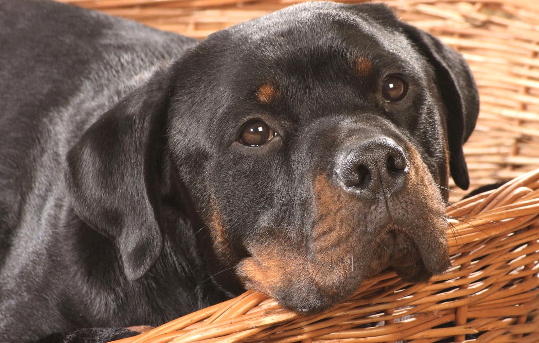 Calm Rottweiler wallpapers HD quality