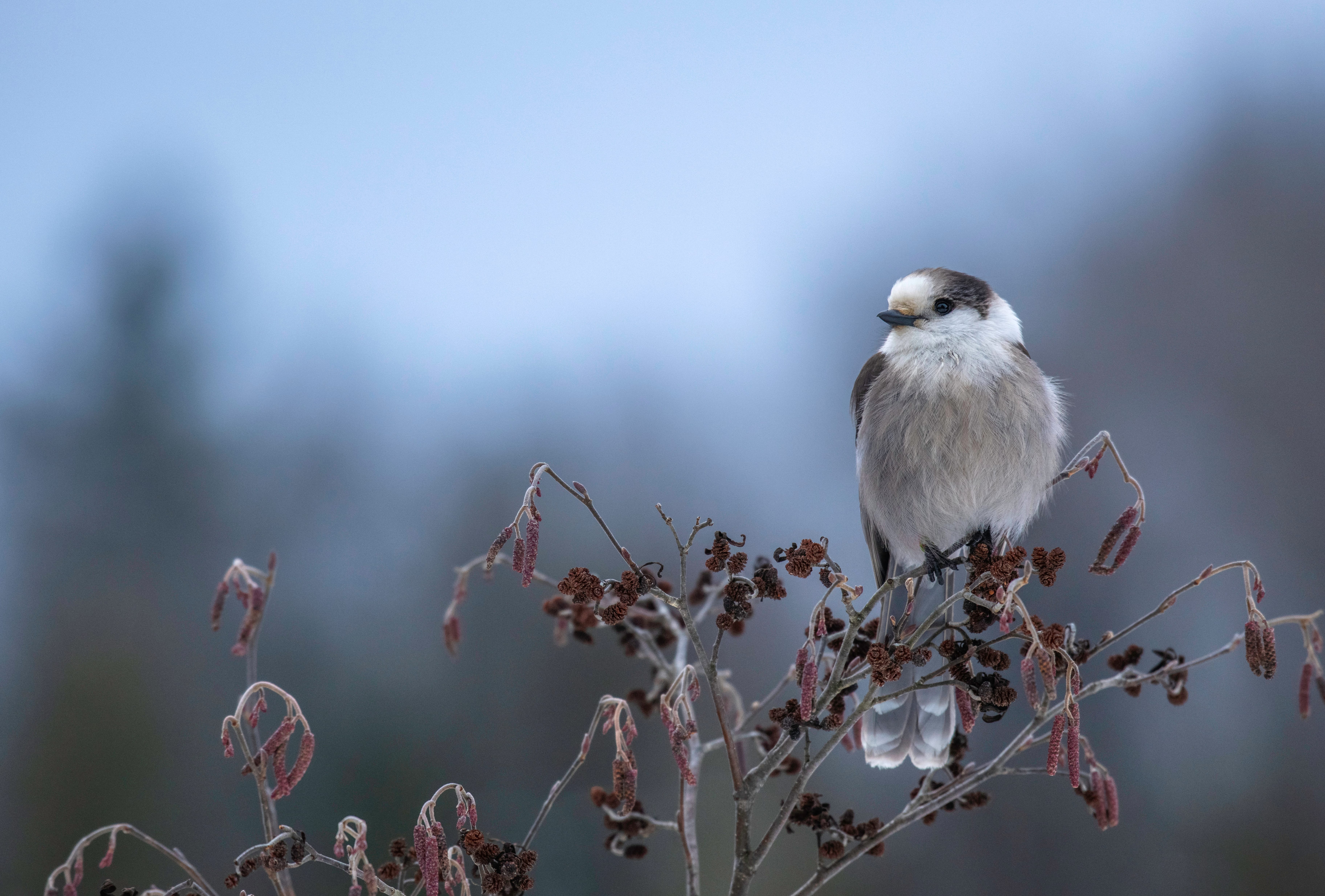 Canada Jay Animal Jay 8k Ultra wallpapers HD quality