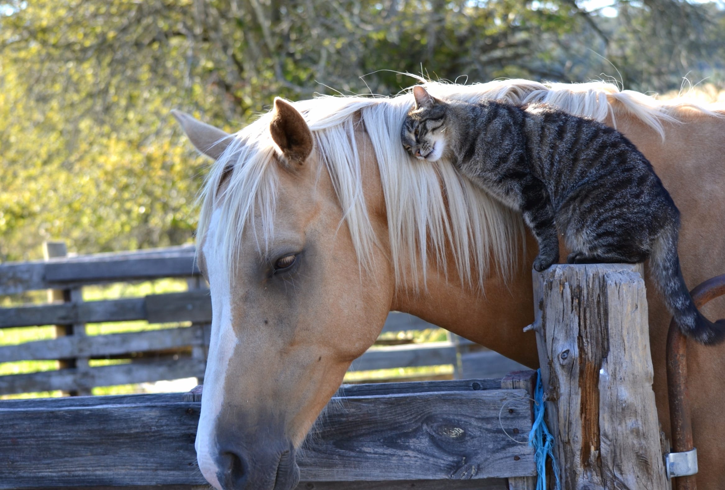 Cat and Horse Friendship - at 2048 x 2048 iPad size wallpapers HD quality