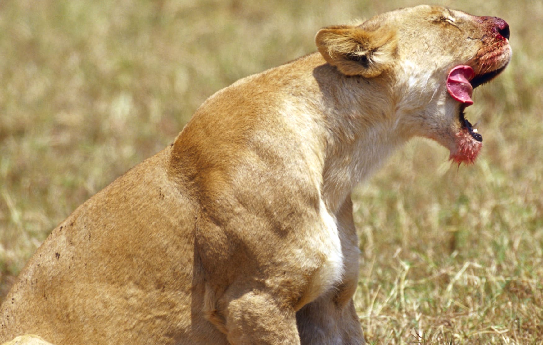 Cat Animal Lion wallpapers HD Cat Animal Lion wallpapers HD quality