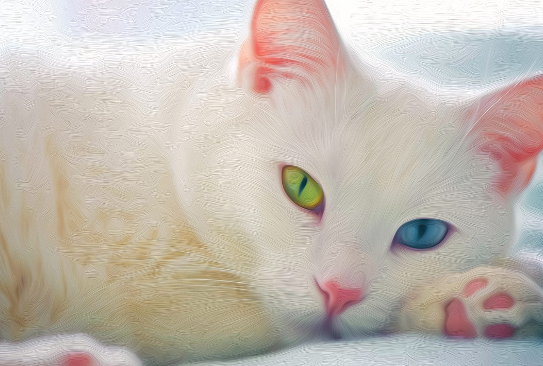 CAT BEAUTY wallpapers HD quality