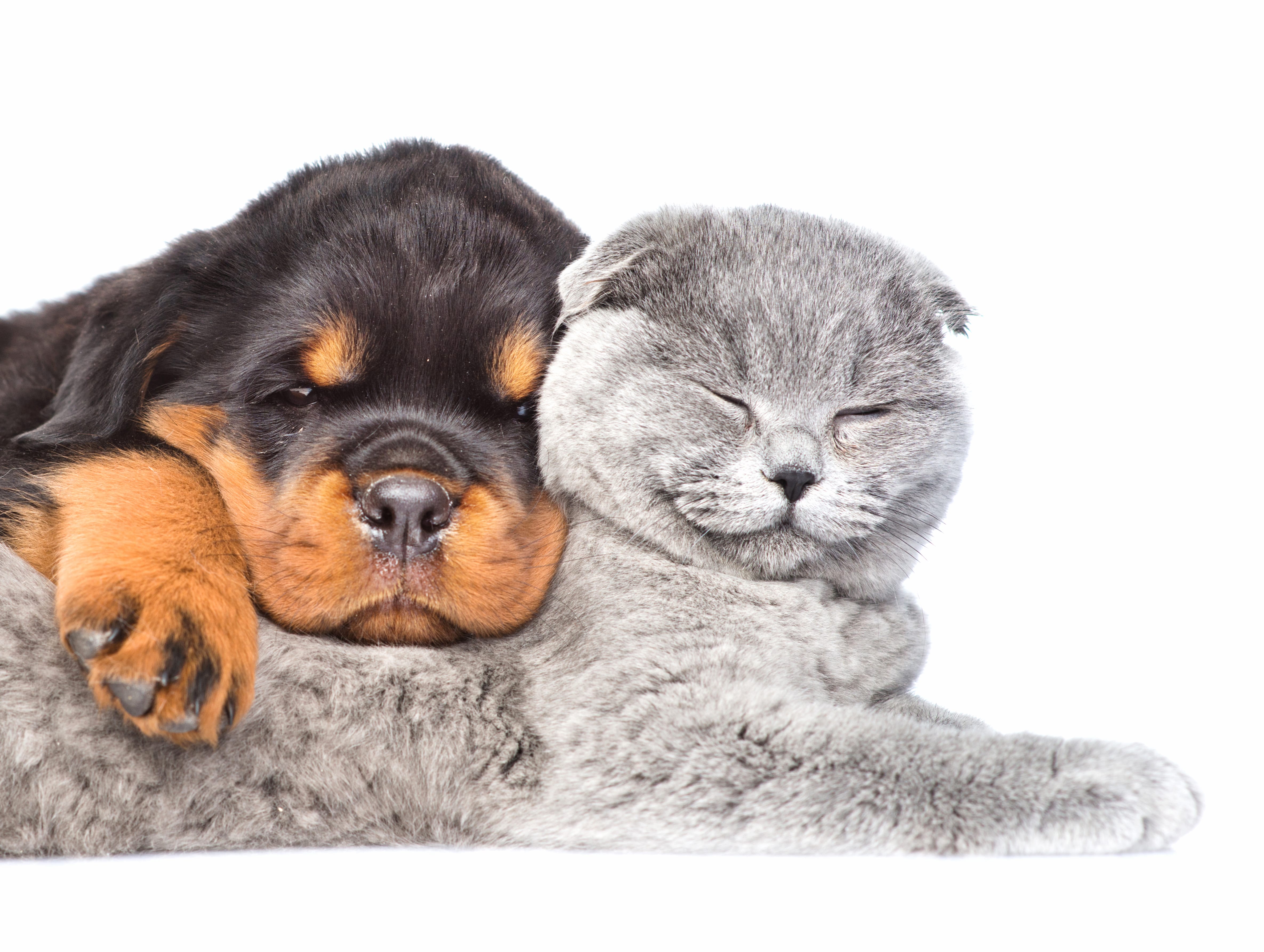 Cat Cute Rottweiler Dog Puppy Animal Cat & Dog Cute Cat at 1024 x 768 size wallpapers HD quality