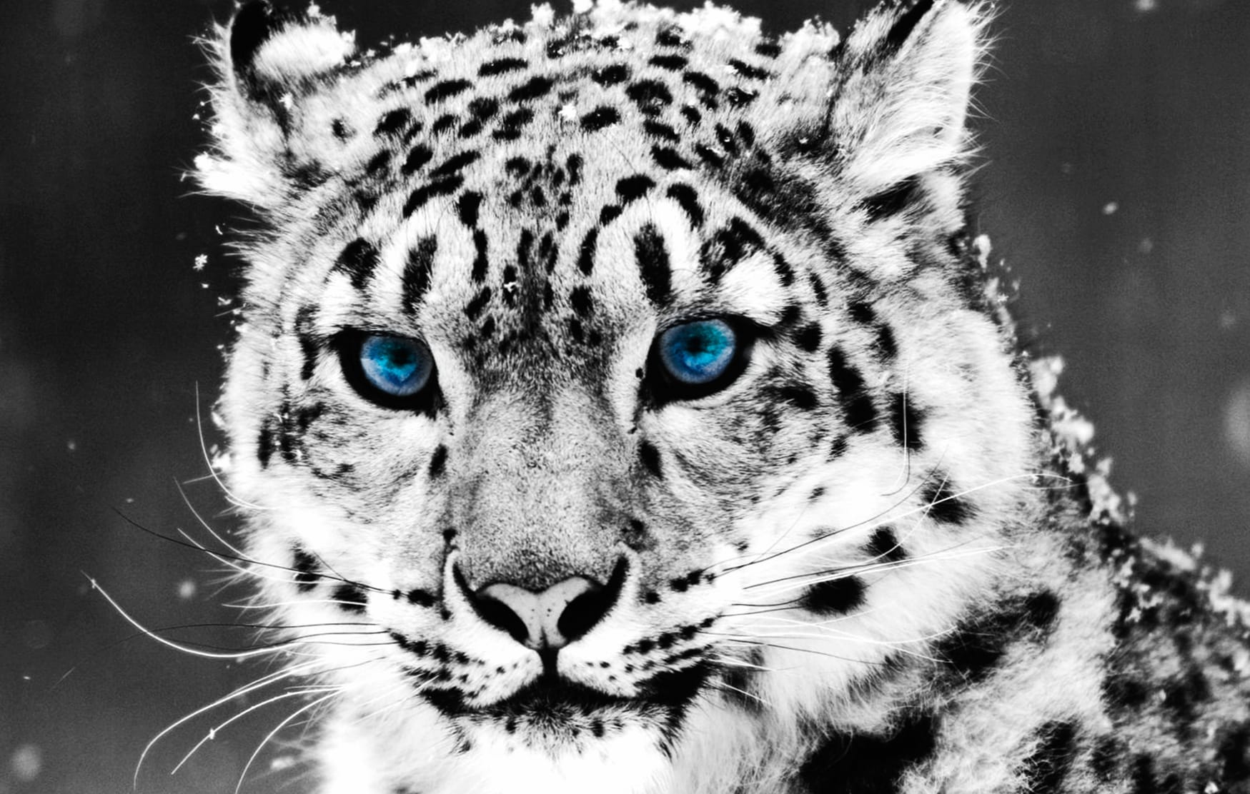 Cat Cute Tiger Animal Snow Leopard Cute Cat at 1600 x 1200 size wallpapers HD quality