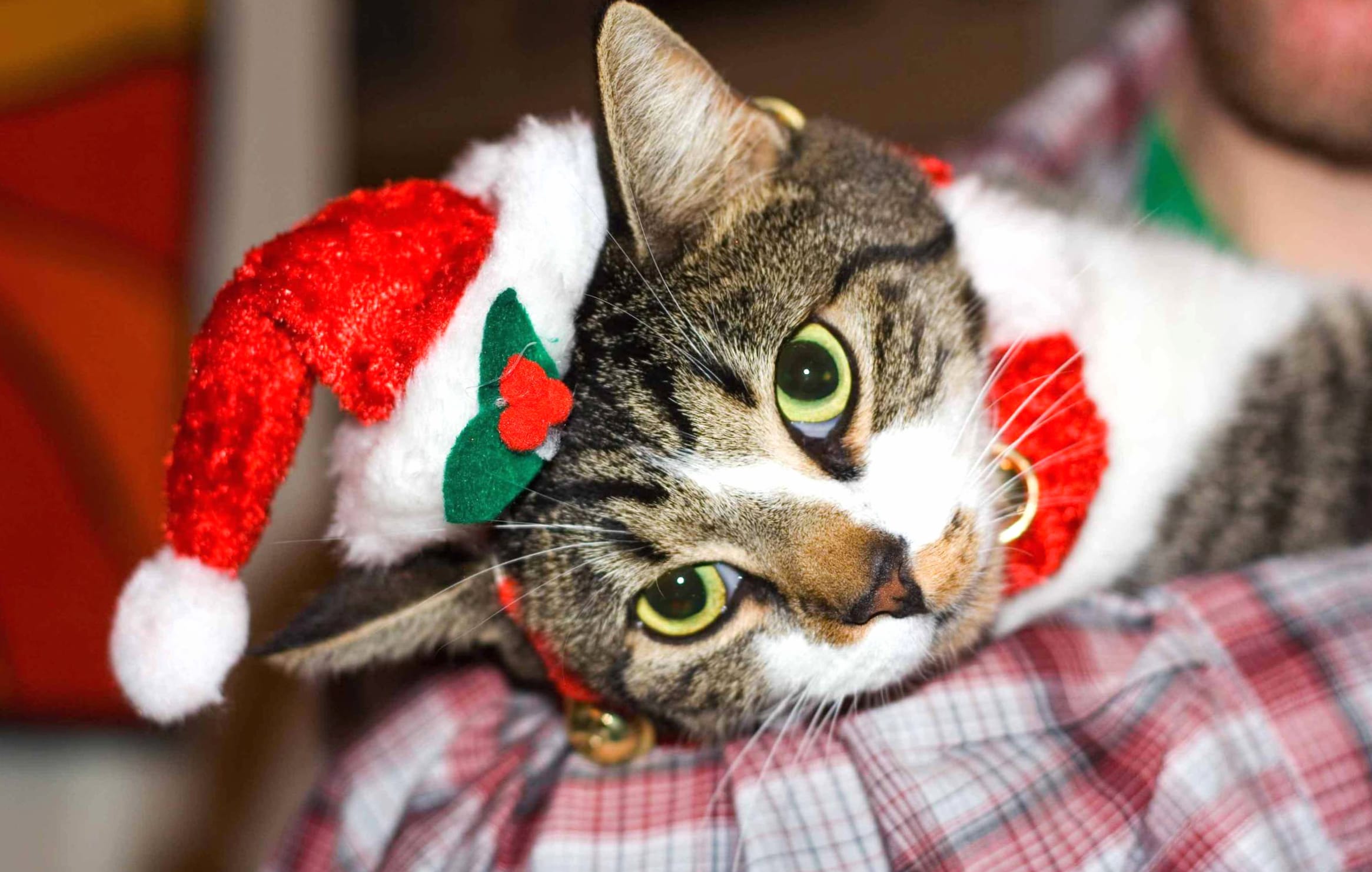 Cat Santa Hat Holiday Christmas wallpapers HD quality