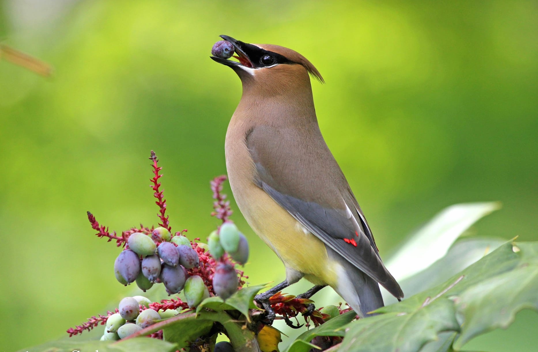 Cedar Waxwing Bliss at 750 x 1334 iPhone 6 size wallpapers HD quality