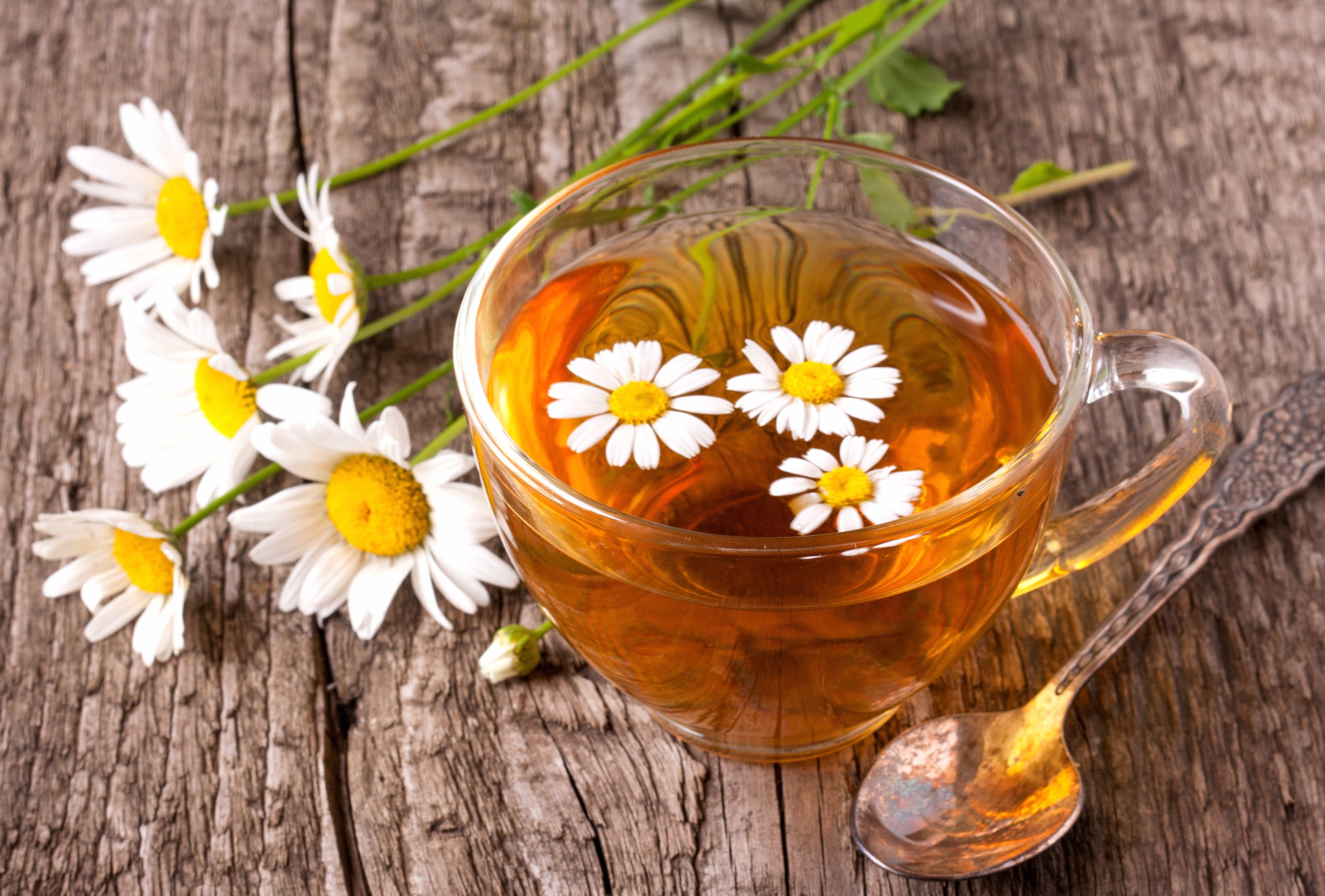 Chamomile White Flower Cup Food Tea wallpapers HD quality