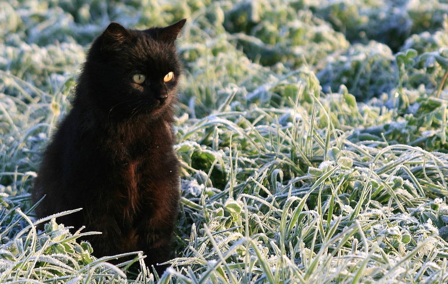 Charming Black Cat in Frosty Field - wallpapers HD quality