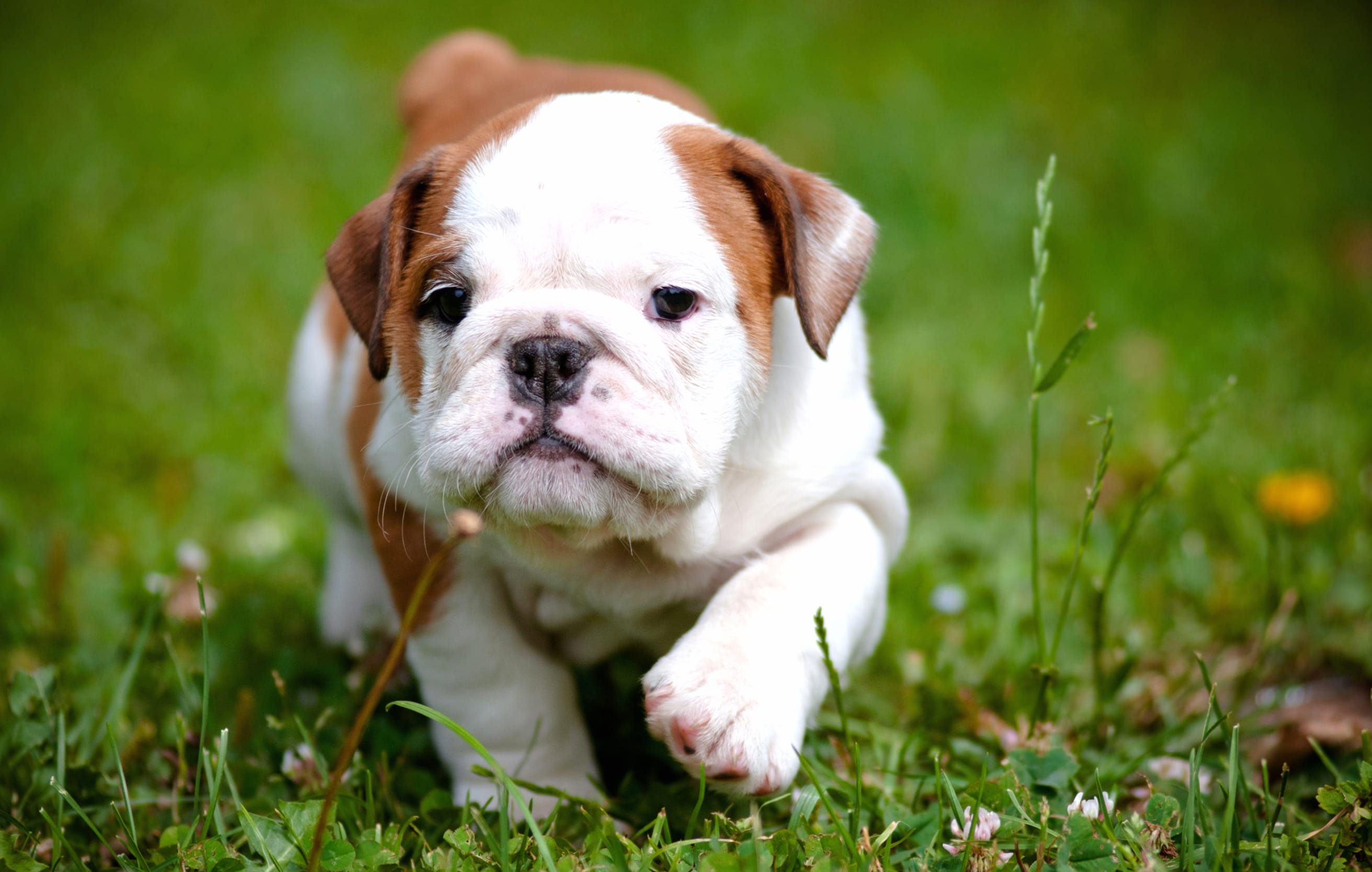 Charming Bulldog Puppy at 1920 x 1080 HD size wallpapers HD quality