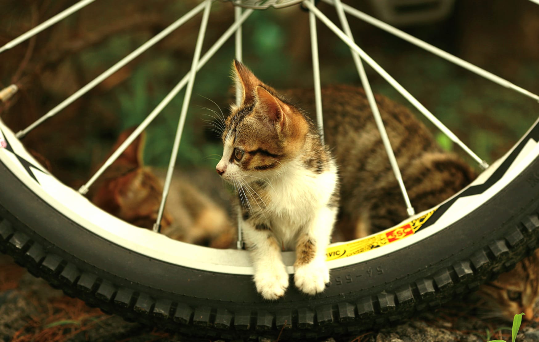 Charming Cat & Bicycle Wheel wallpapers HD quality