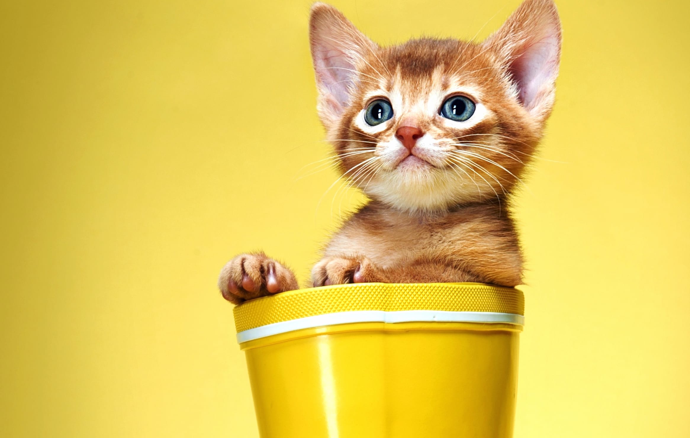 Charming Cat in Yellow - wallpapers HD quality