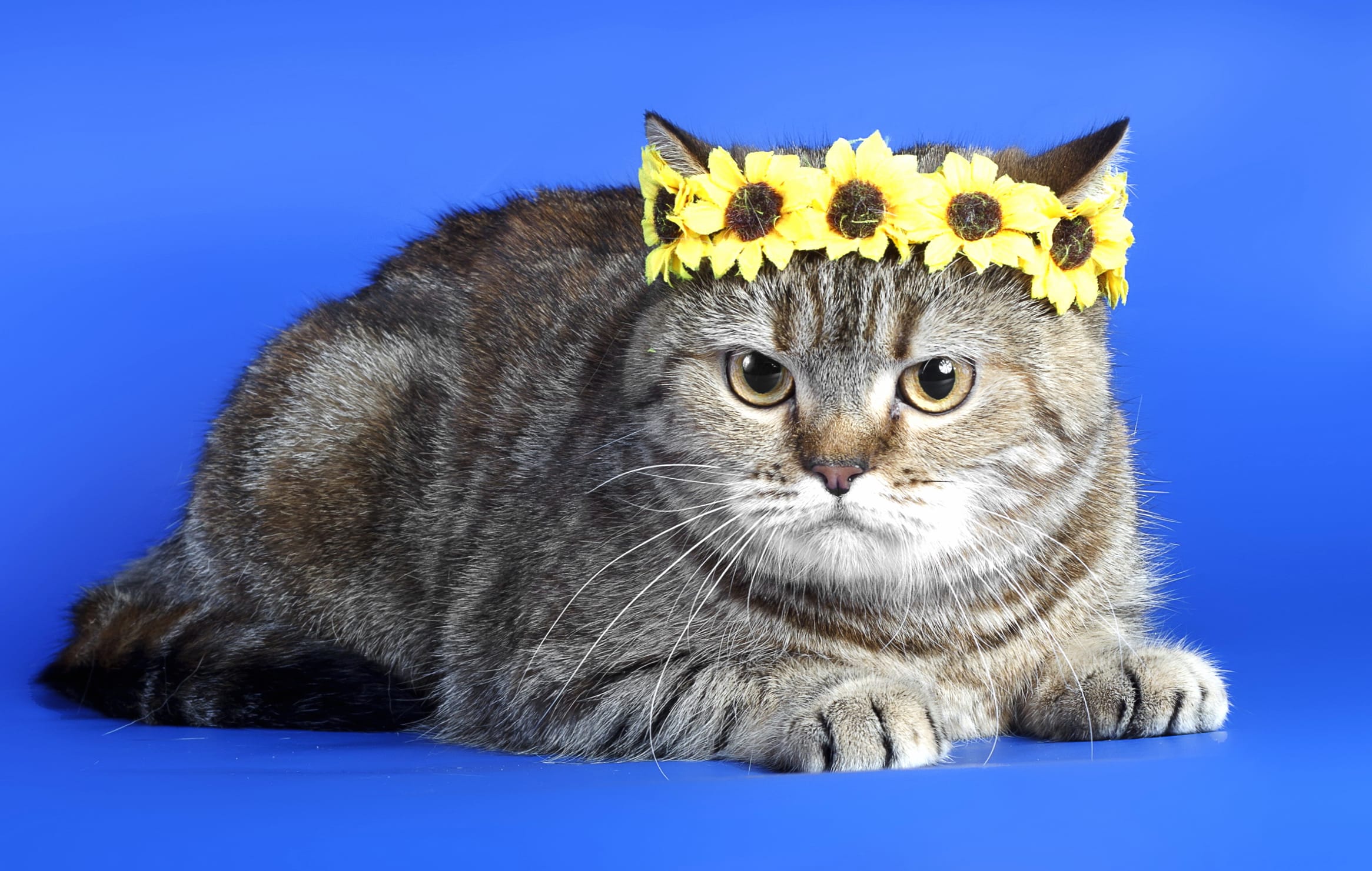 Charming Cat with Sunflower Crown wallpapers HD quality