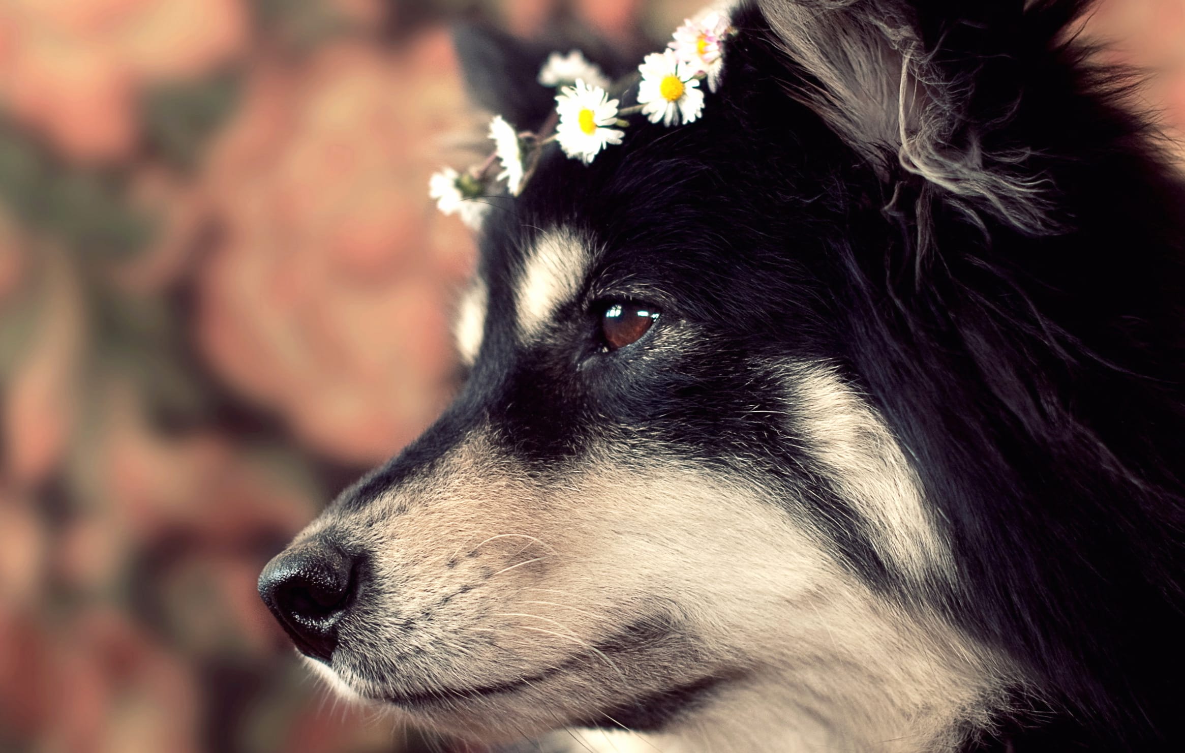 Charming Dog in – A Floral Delight at 640 x 960 iPhone 4 size wallpapers HD quality