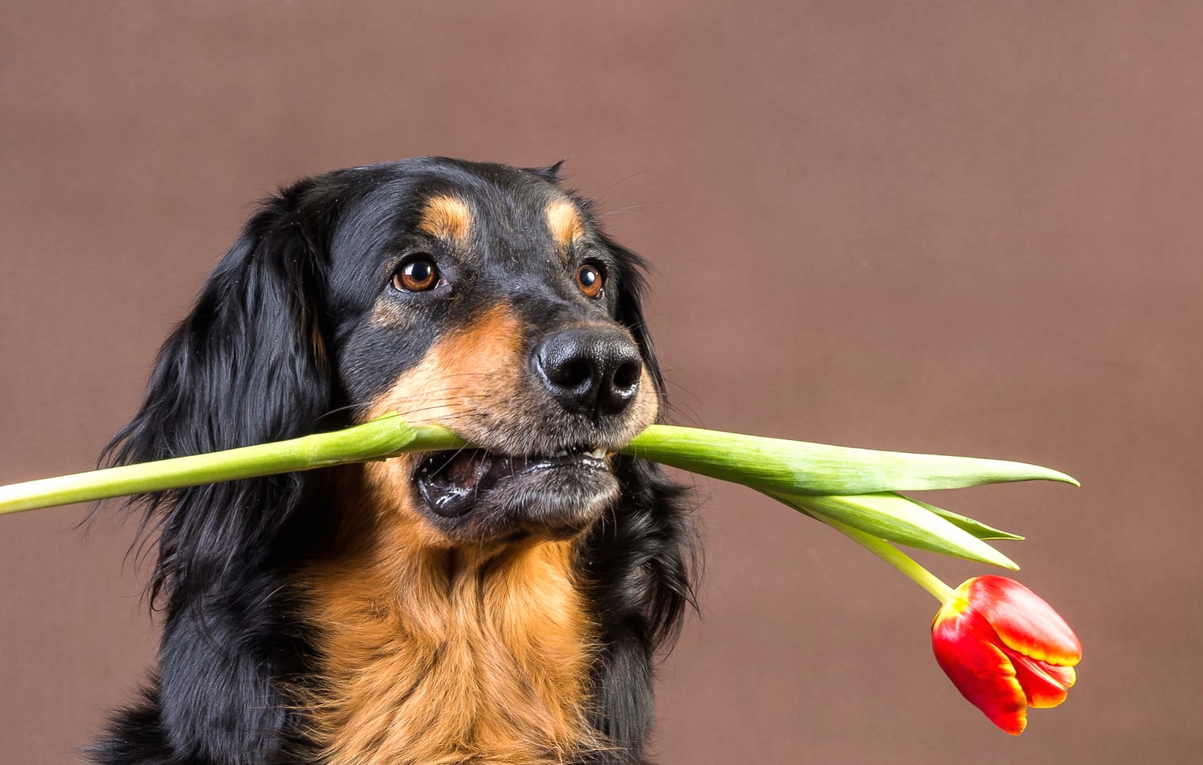 Charming Dog with Tulip - at 1920 x 1080 HD size wallpapers HD quality