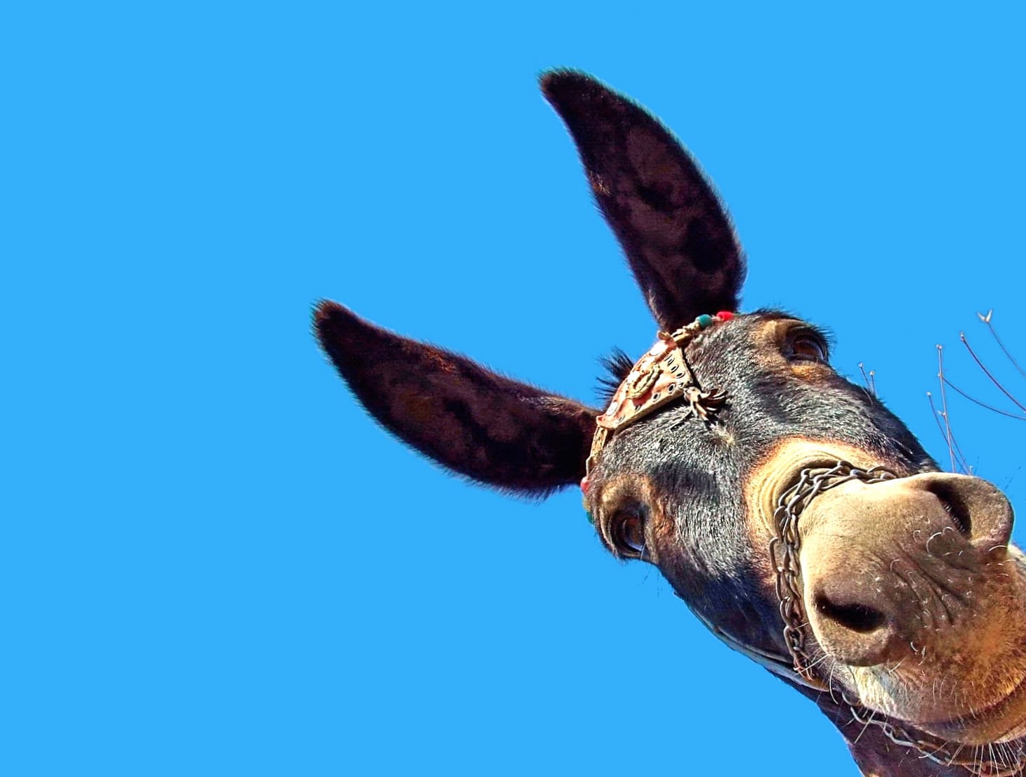 Charming Donkey wallpapers HD Charming Donkey wallpapers HD quality