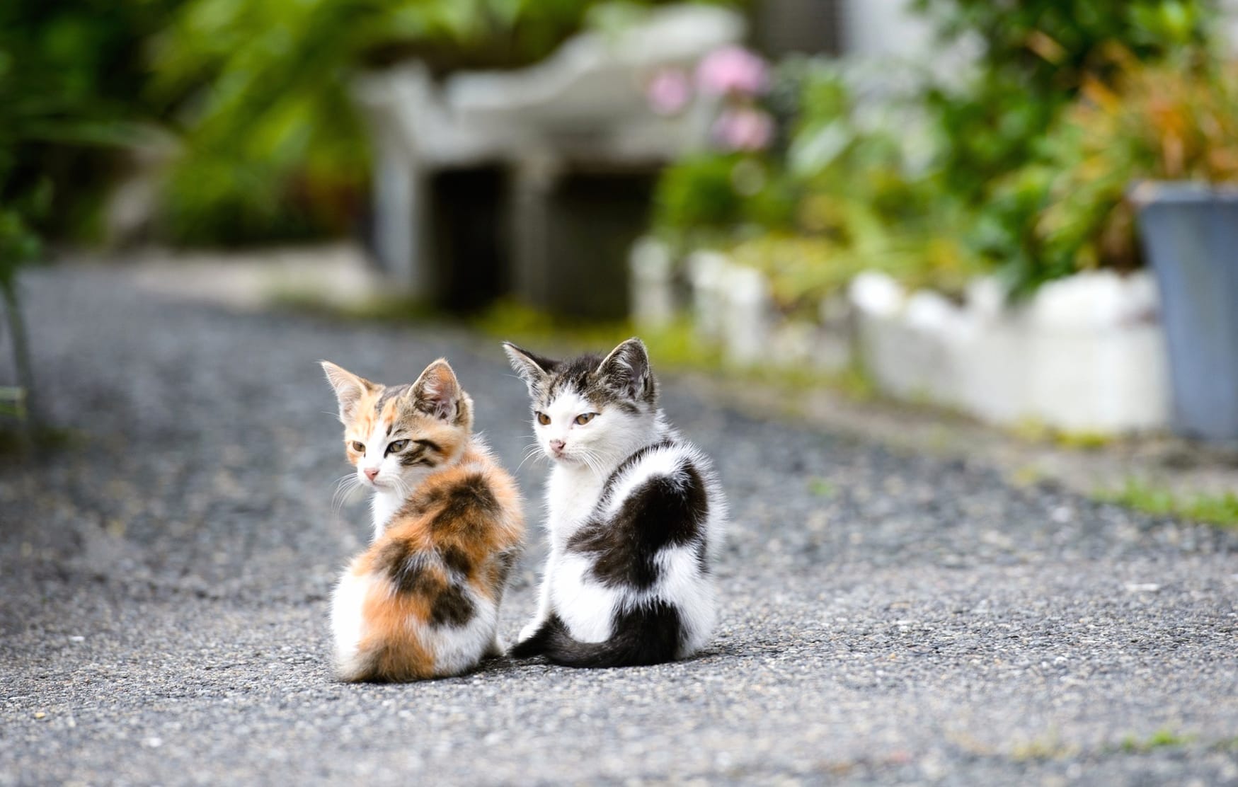 Charming Duo Cat at 320 x 480 iPhone size wallpapers HD quality