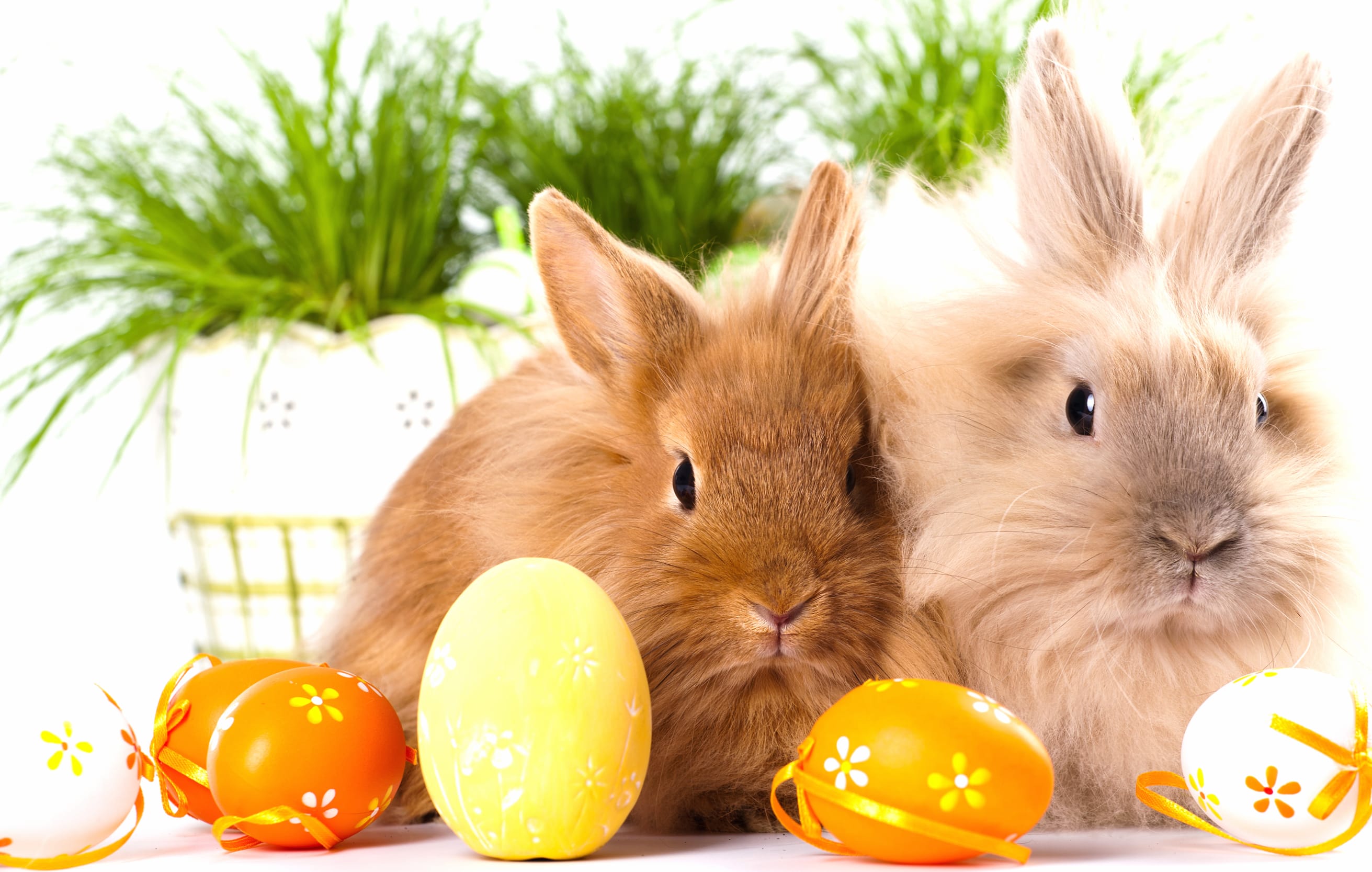 Charming Easter Rabbits at 2048 x 2048 iPad size wallpapers HD quality