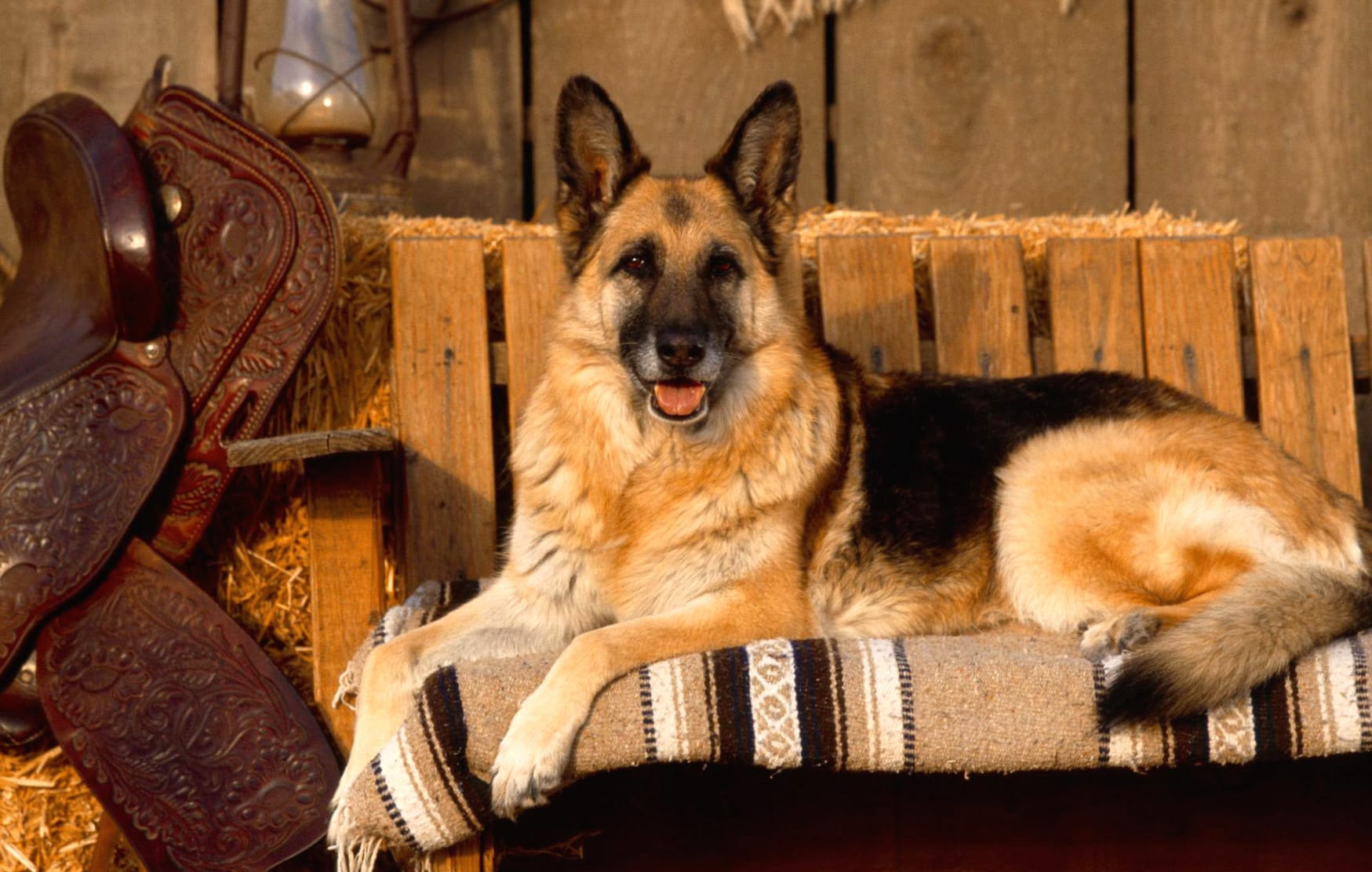 Charming German Shepherd at 1536 x 864 HD size wallpapers HD quality