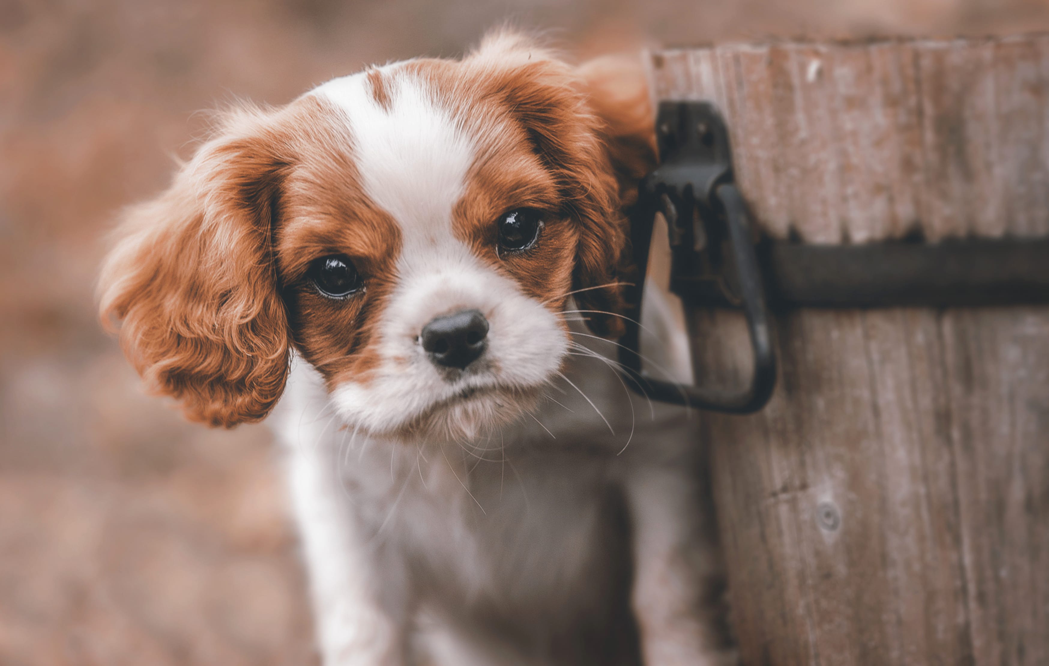 Charming King Charles Spaniel - wallpapers HD Charming King Charles Spaniel - wallpapers HD quality