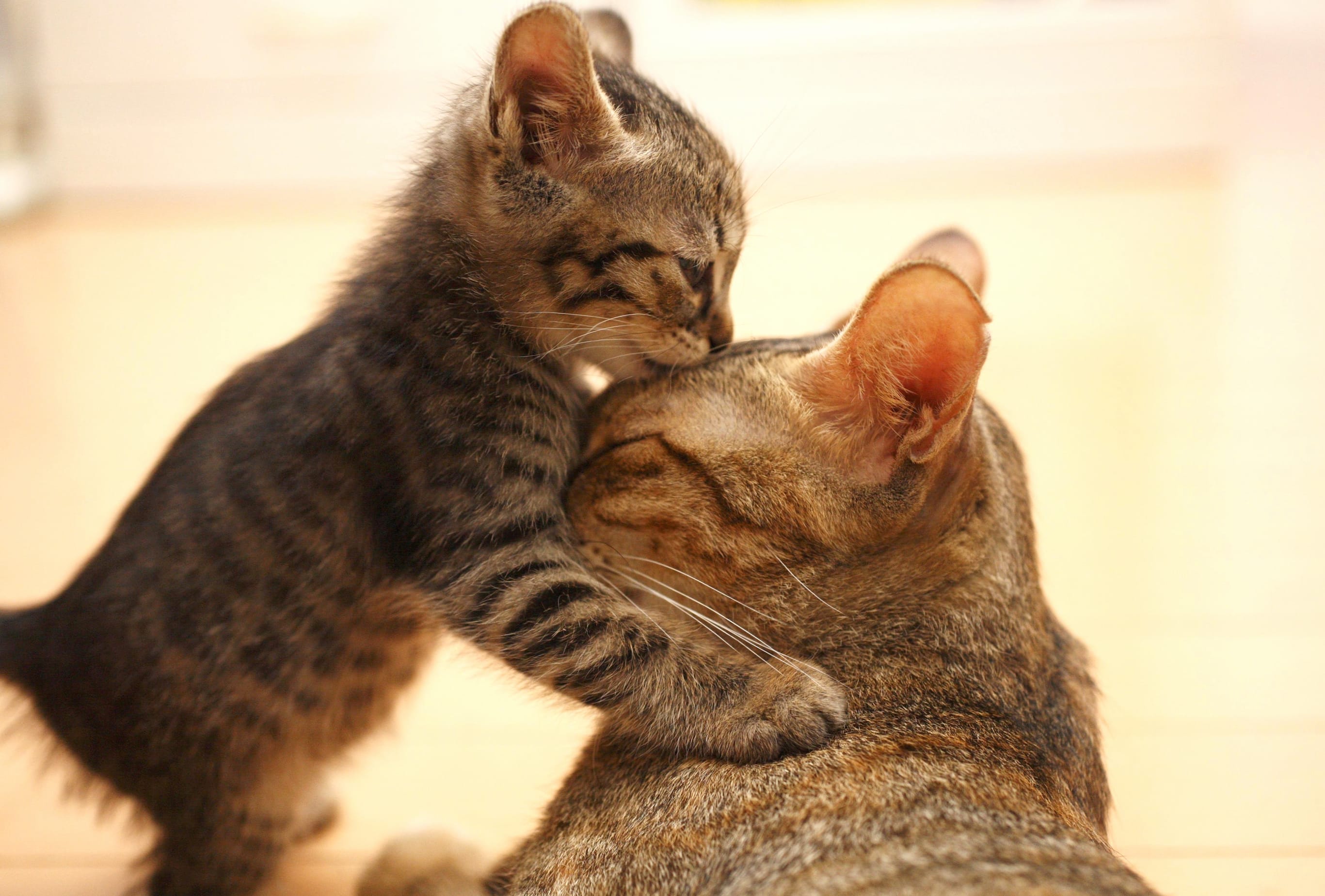 Charming Kitten Kiss at 1024 x 1024 iPad size wallpapers HD quality