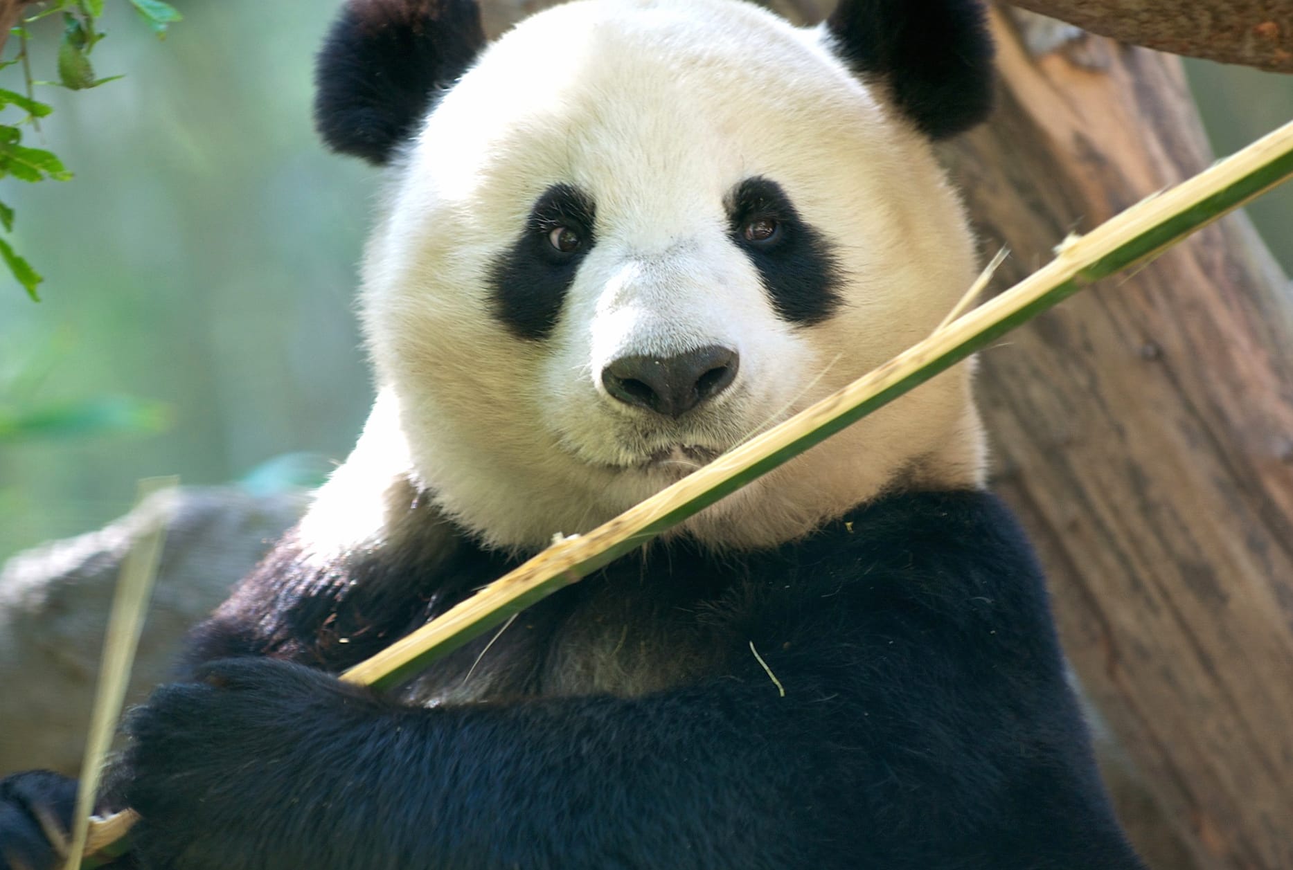 Charming Panda at 1280 x 720 HD size wallpapers HD quality