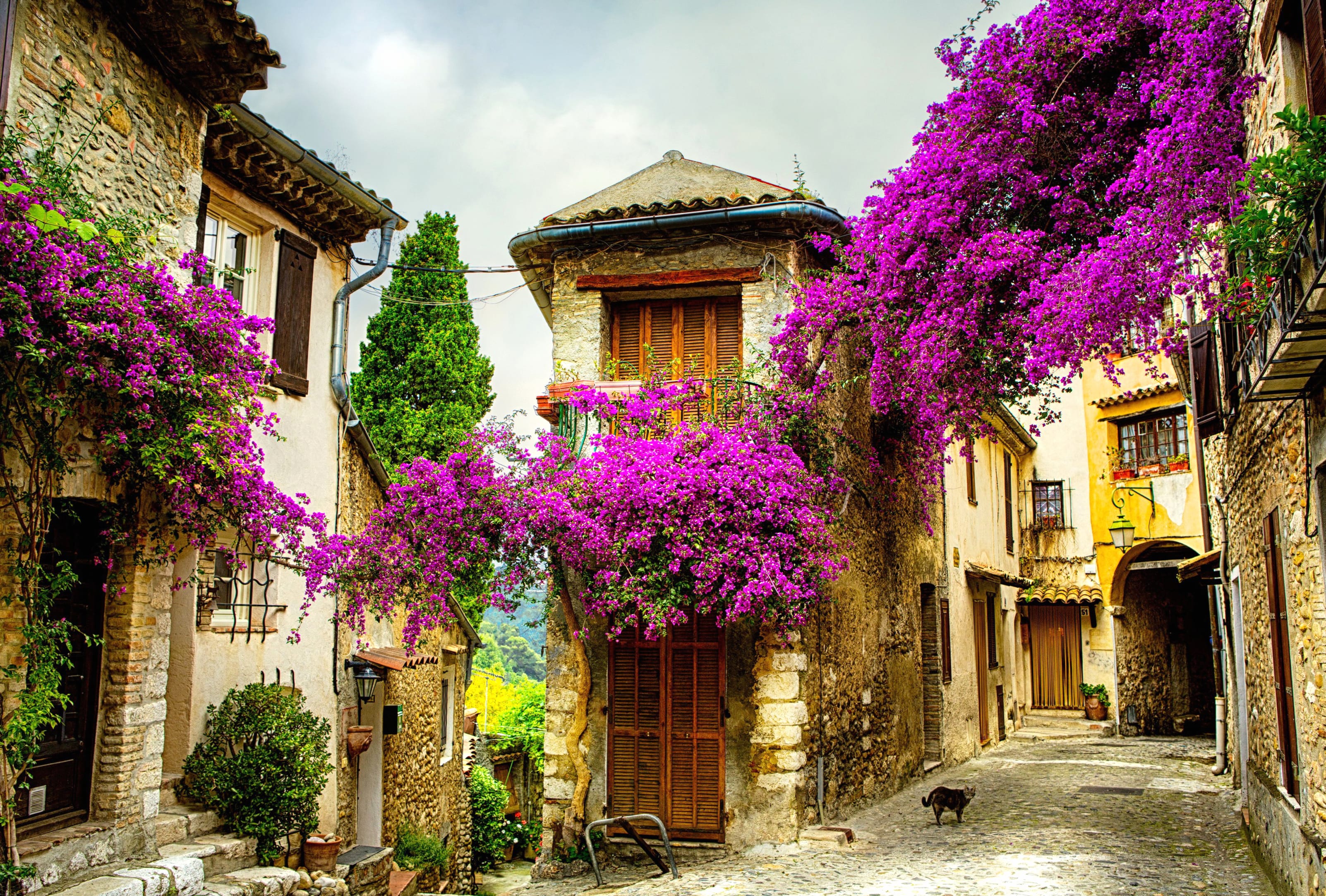 Charming Provence Streets A Purple Flower wallpapers HD quality