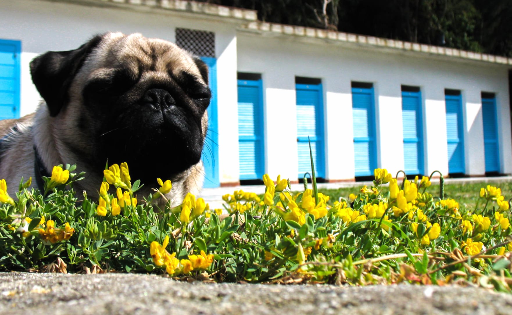 Charming Pug Among Flowers - wallpapers HD quality