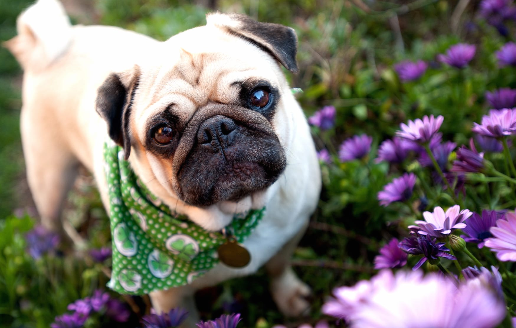 Charming Pug in Blossoms at 1024 x 1024 iPad size wallpapers HD quality