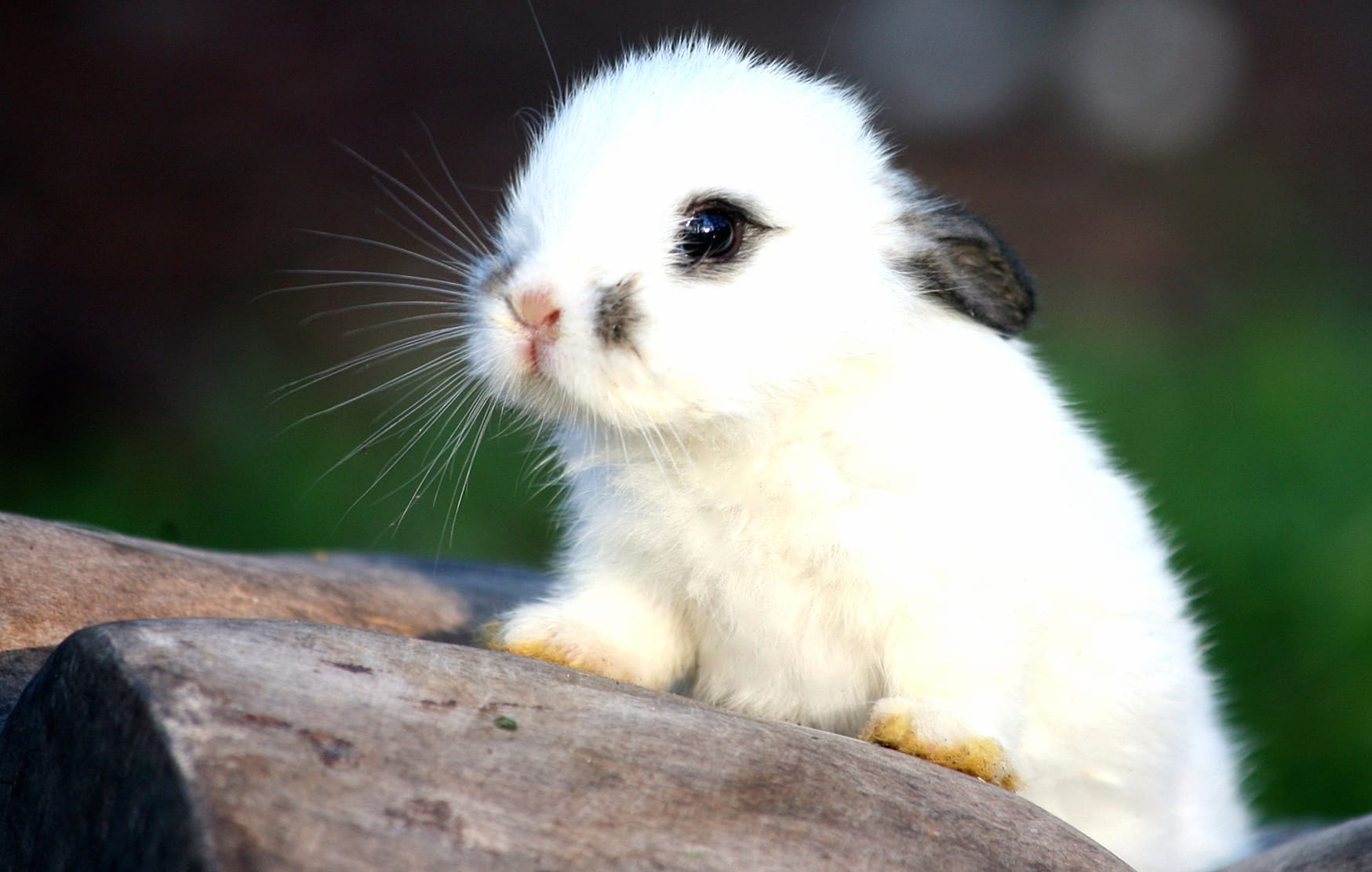 Charming Rabbit wallpapers HD quality