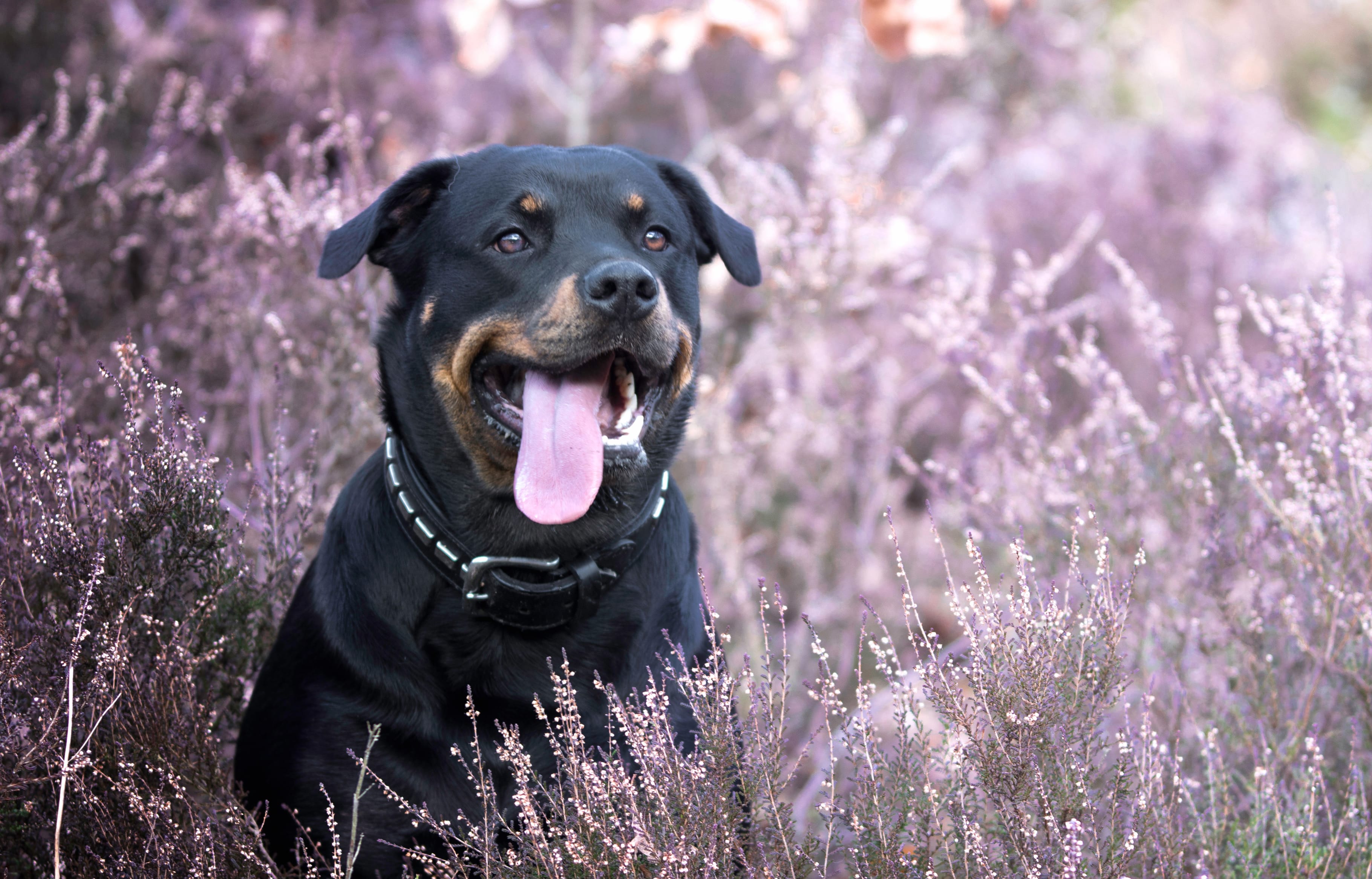 Charming Rottweiler in Lavender - wallpapers HD quality