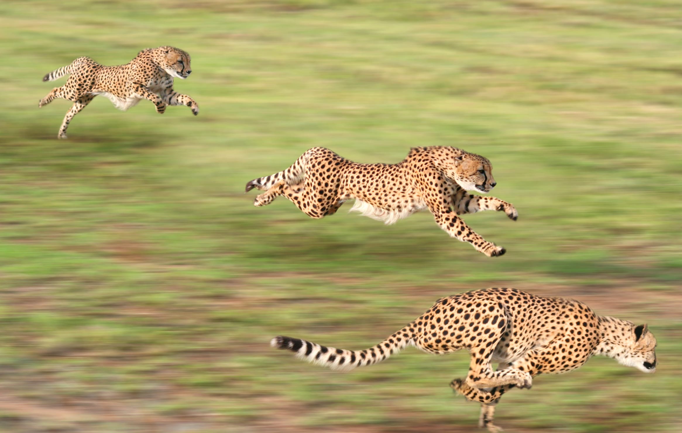 Cheetah Chase at 1280 x 960 size wallpapers HD quality