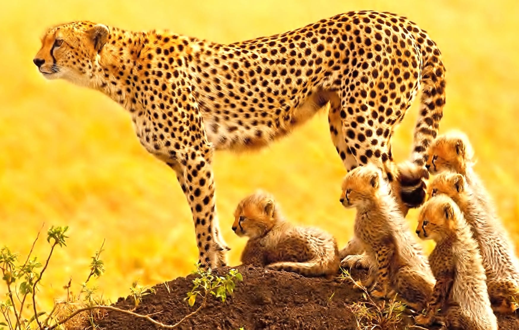 Cheetah Family wallpapers HD quality