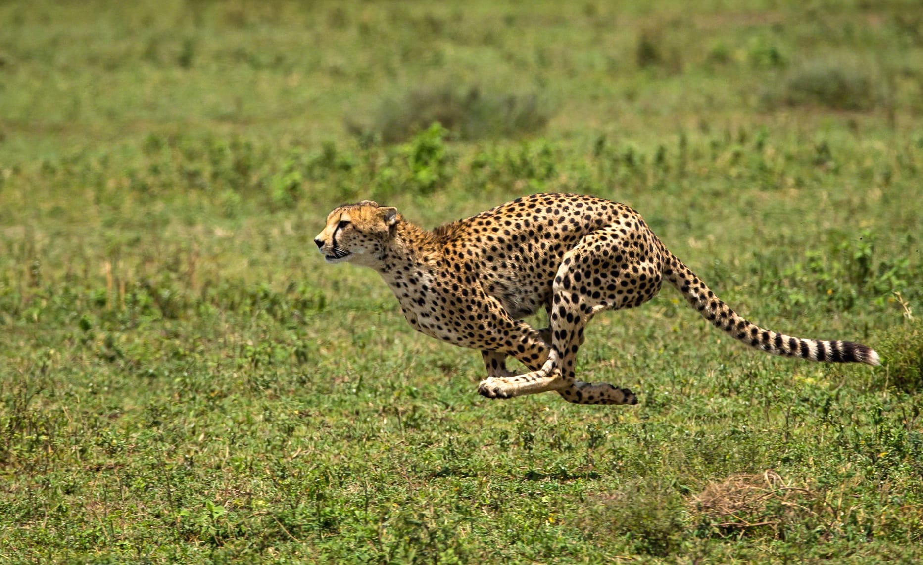 Cheetah in Motion - wallpapers HD quality