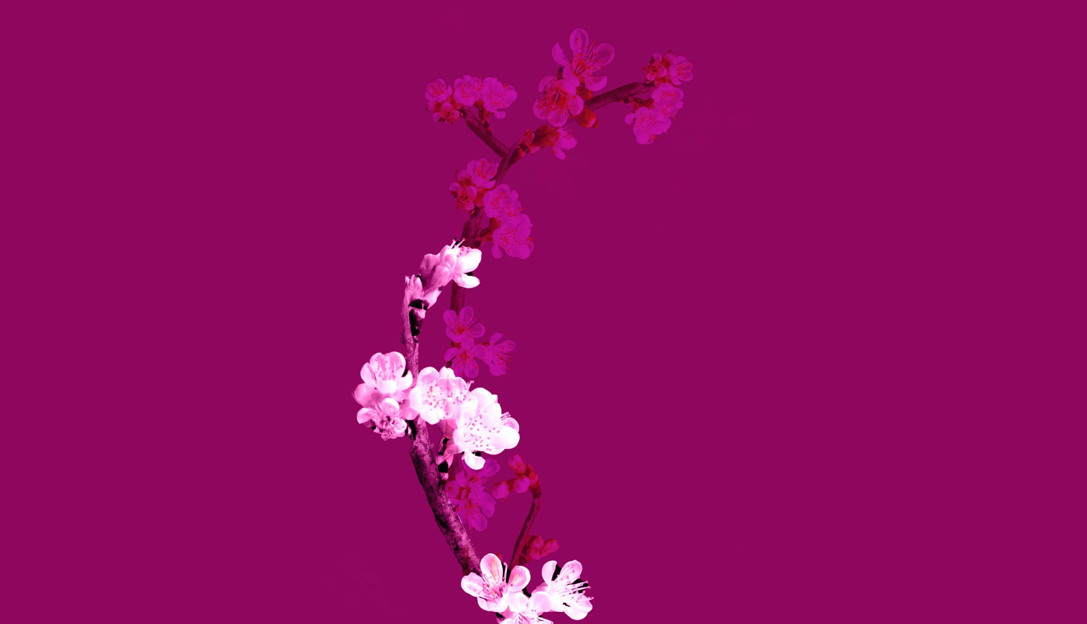 Cherry blossom Plum Velvet wallpapers HD quality