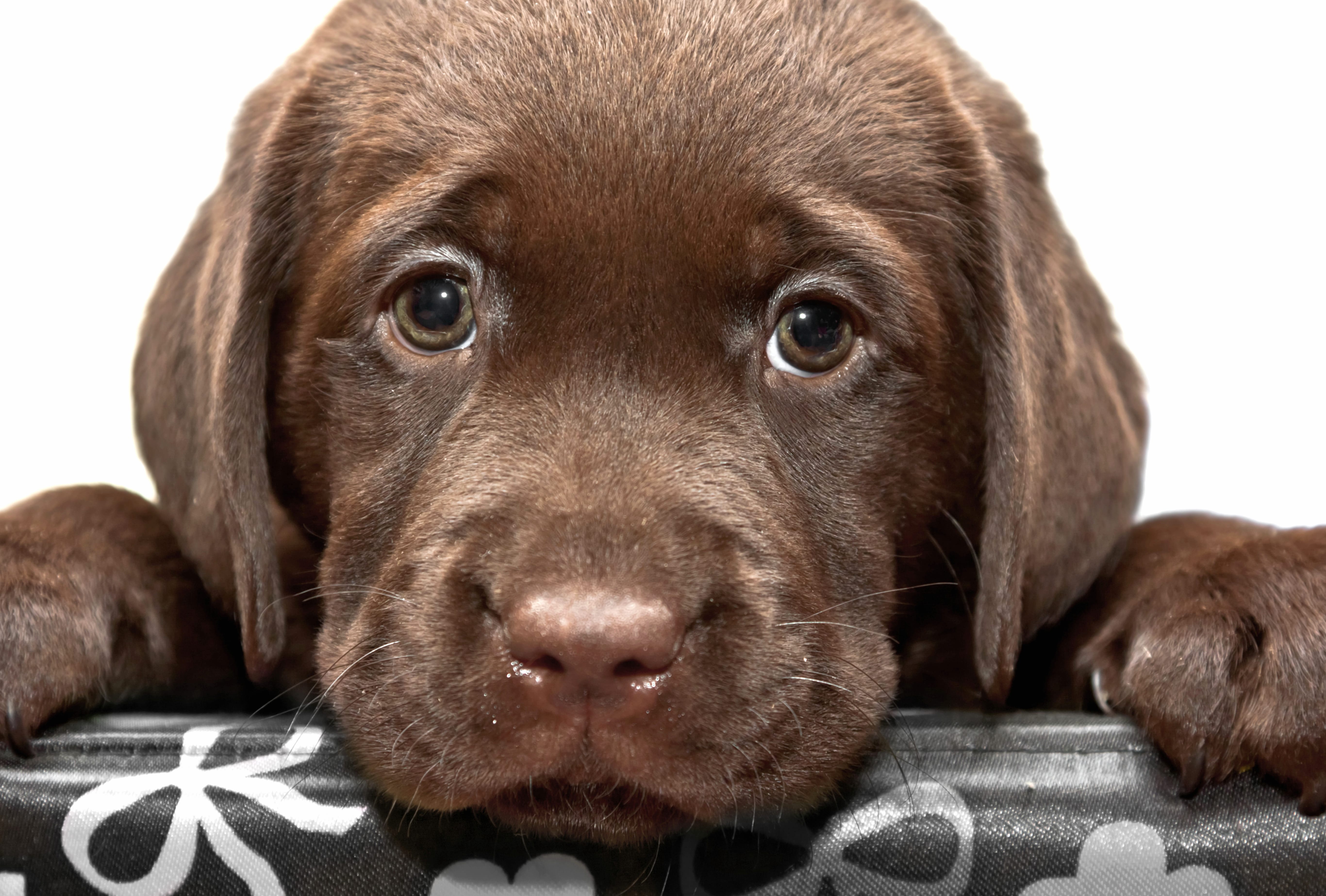 Chesapeake Bay Retriever Puppy - wallpapers HD quality