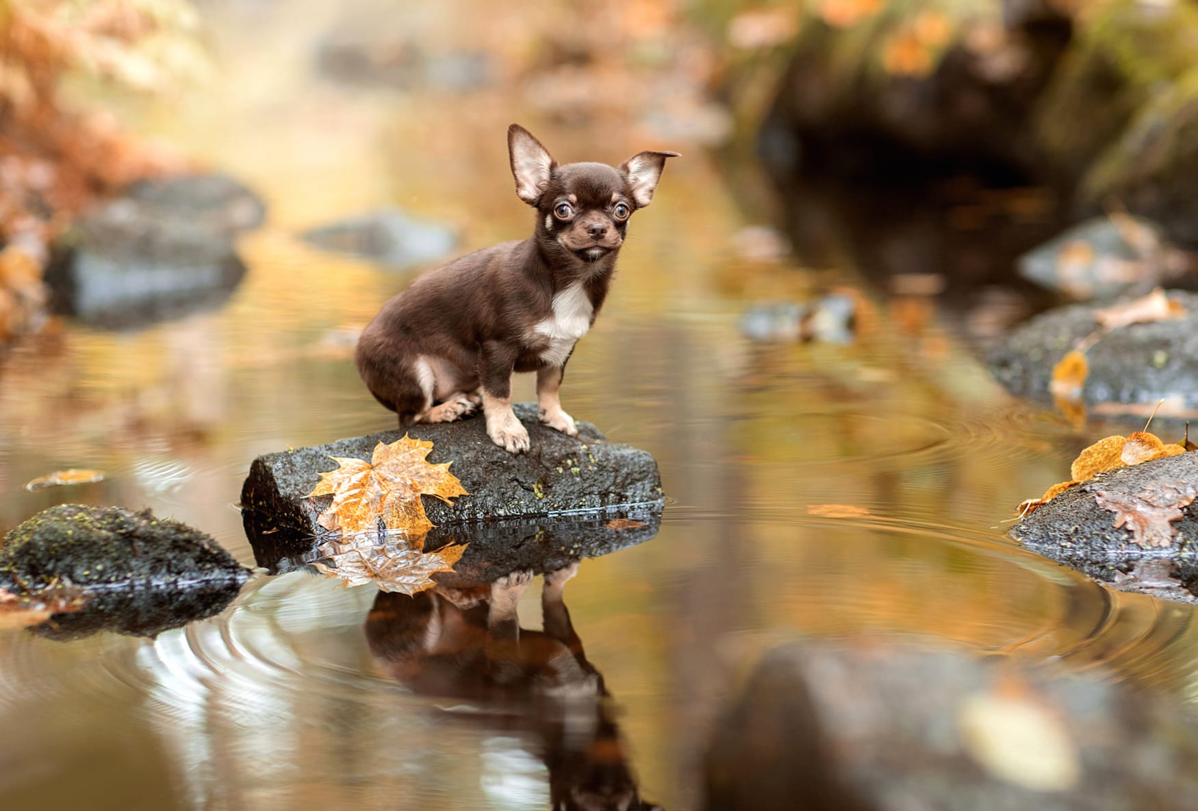 Chihuahua in Autumn Stream Reflection - wallpapers HD quality