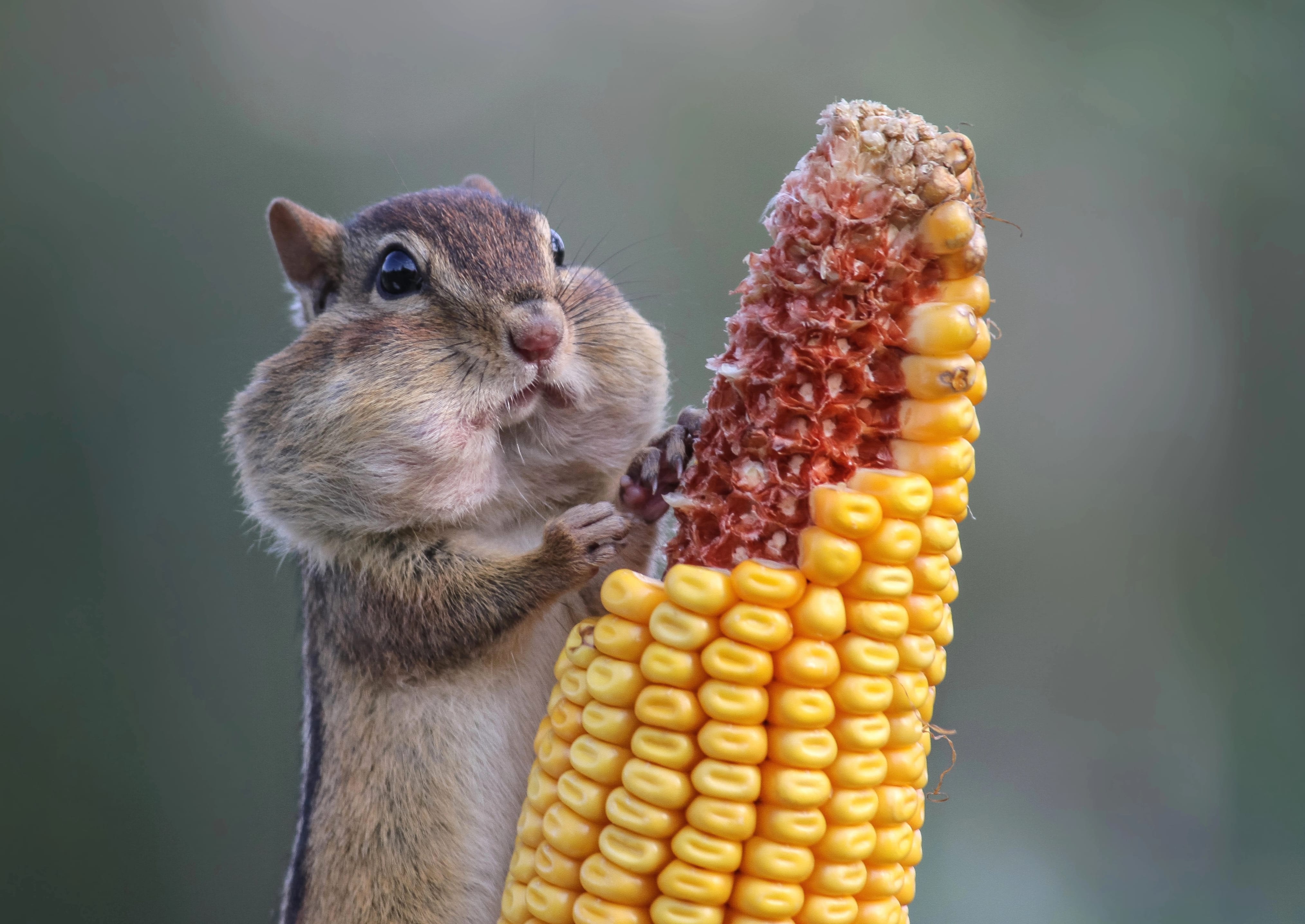 Chipmunk Feast - wallpapers HD quality