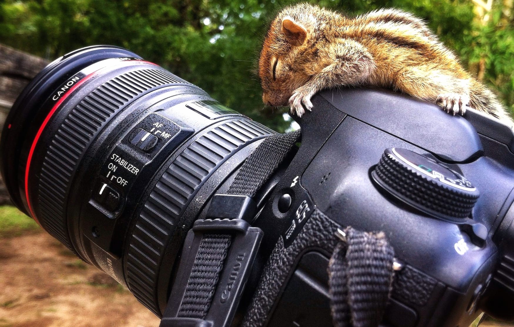 Chipmunk on a Canon Camera wallpapers HD quality