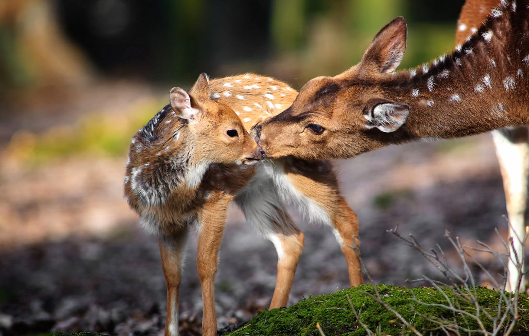 Chital Deer Bond - wallpapers HD quality