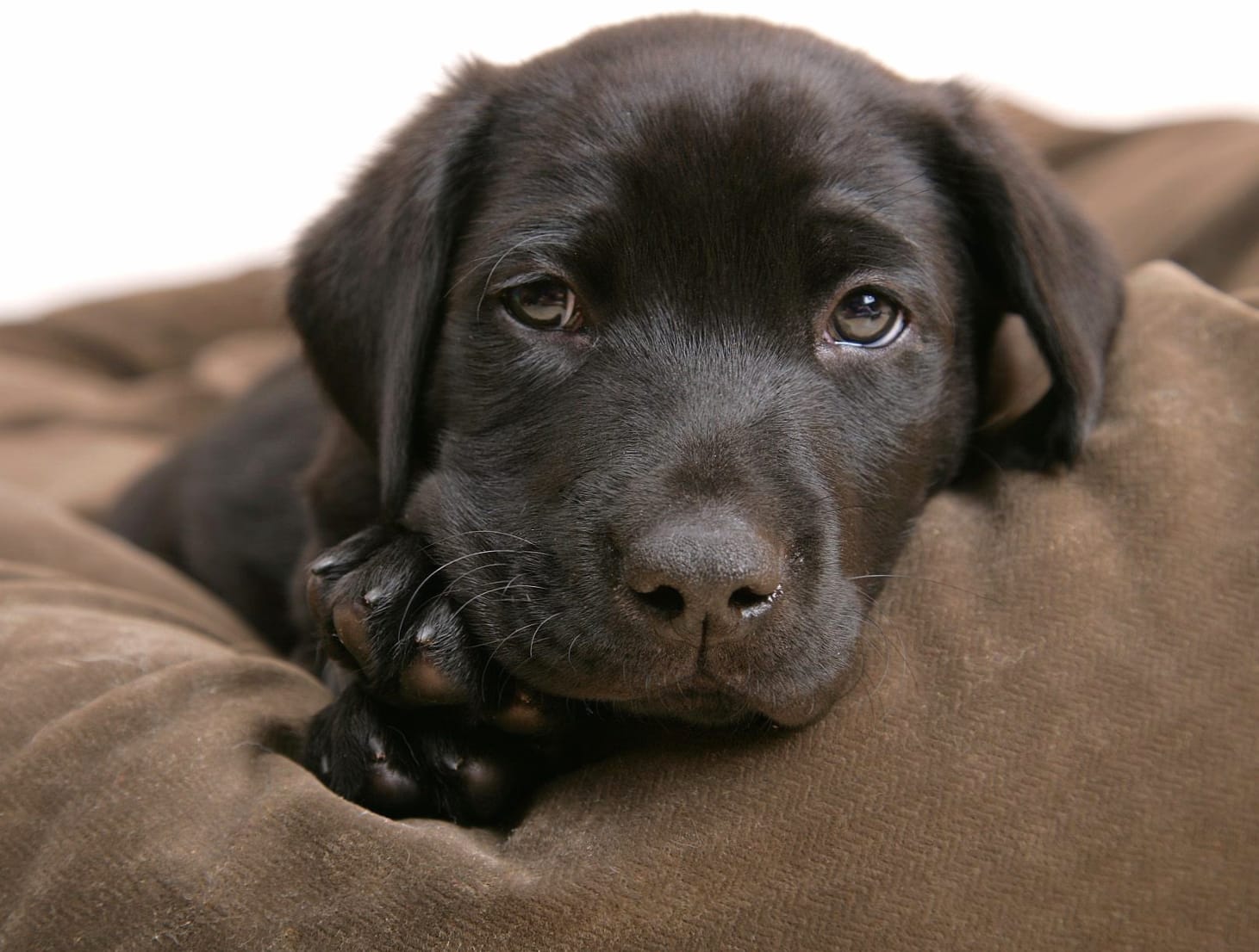 Chocolate Labrador Puppy at 750 x 1334 iPhone 6 size wallpapers HD quality