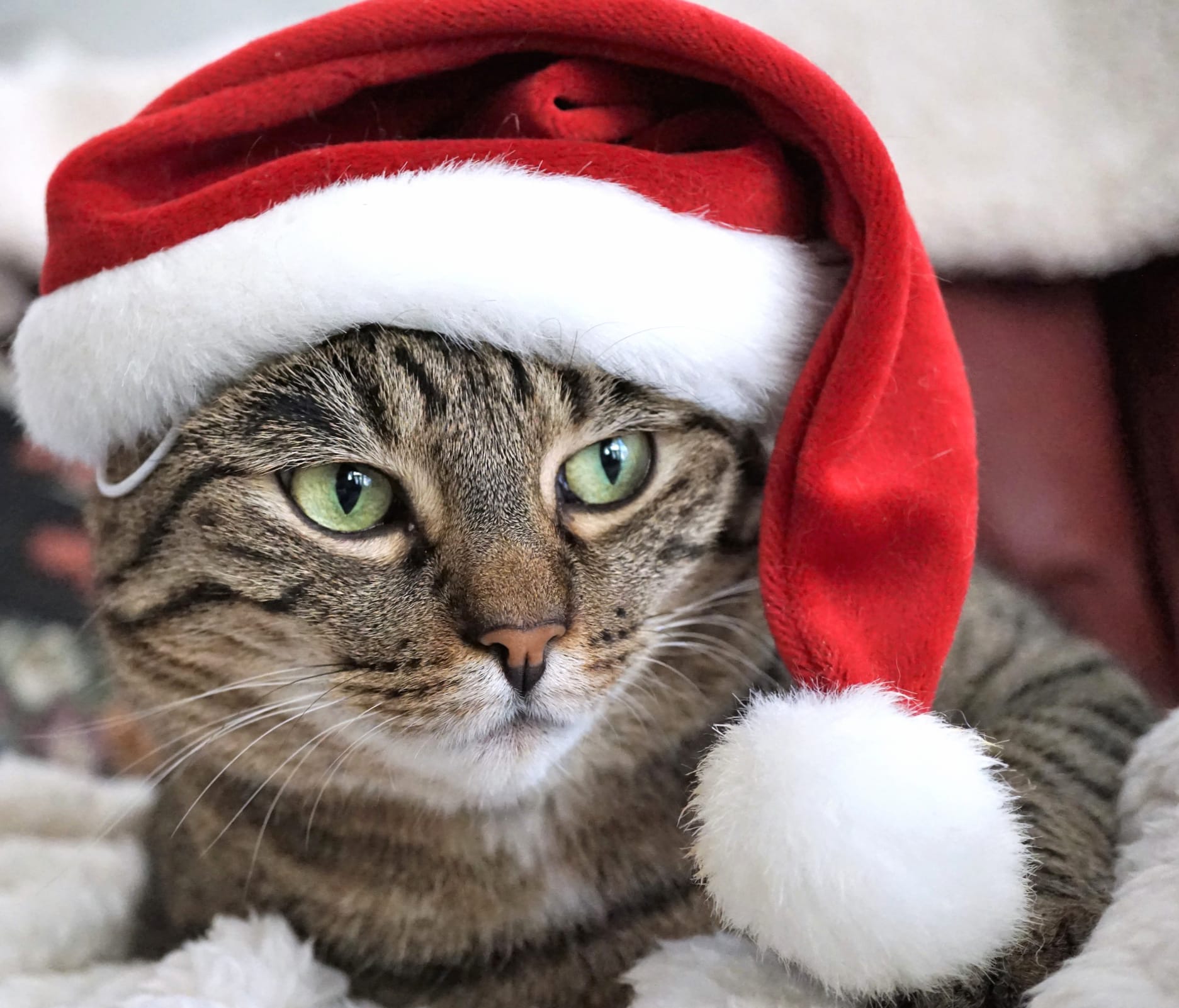 Christmas Cat wallpapers HD quality