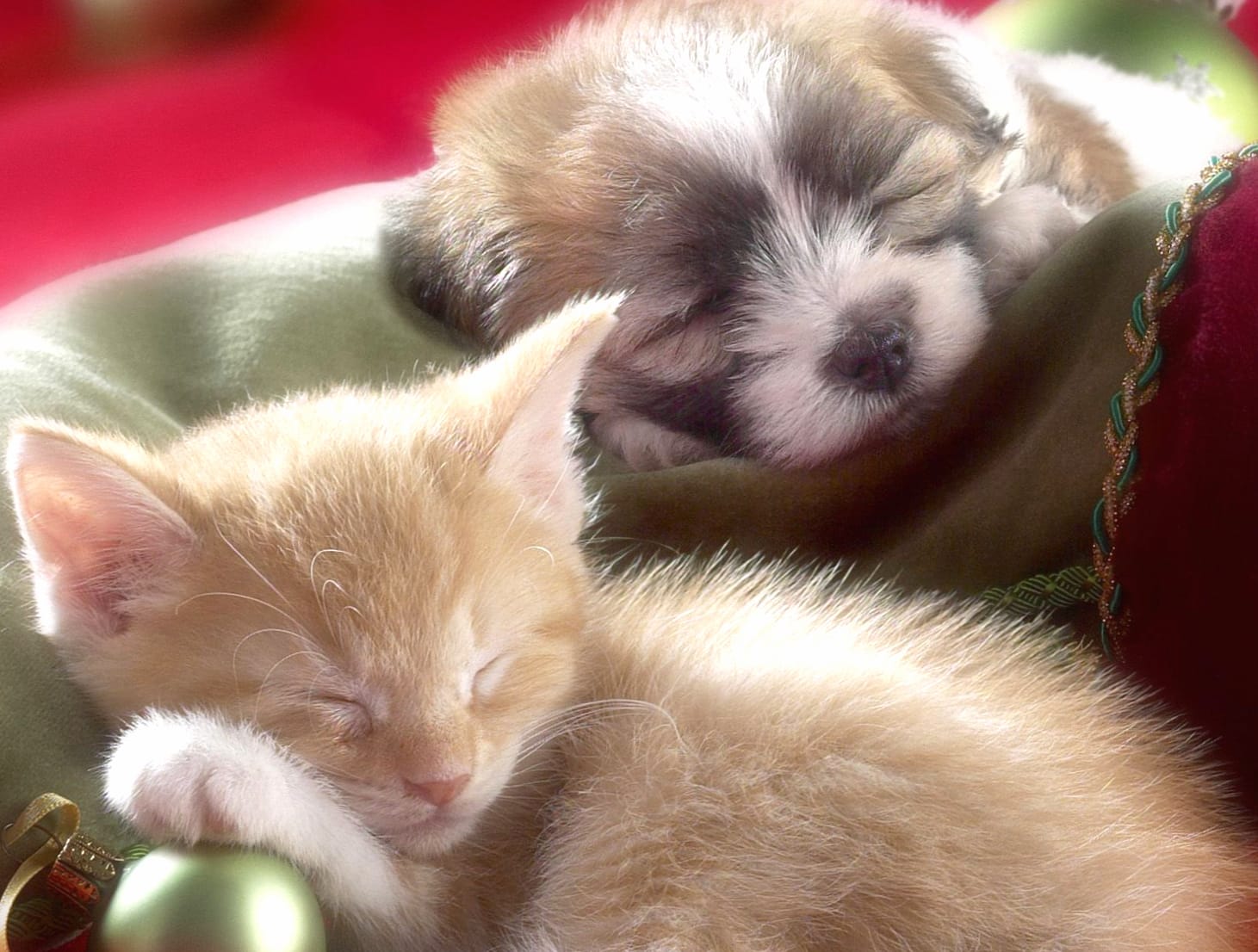 Christmas Joy Sleeping Kitten and Puppy wallpapers HD quality