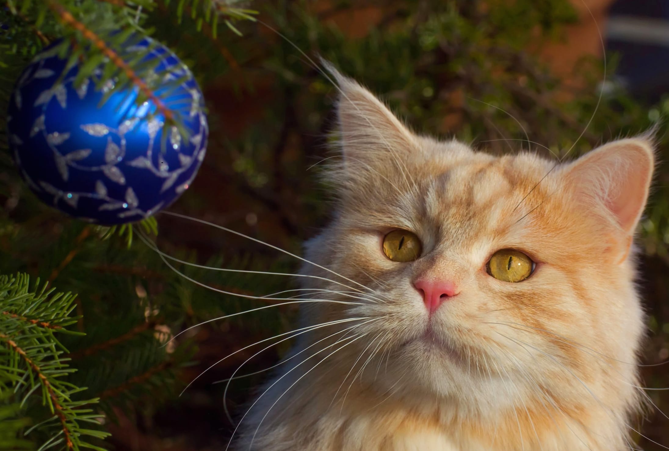 Christmas Ornaments Animal Cat wallpapers HD Christmas Ornaments Animal Cat wallpapers HD quality