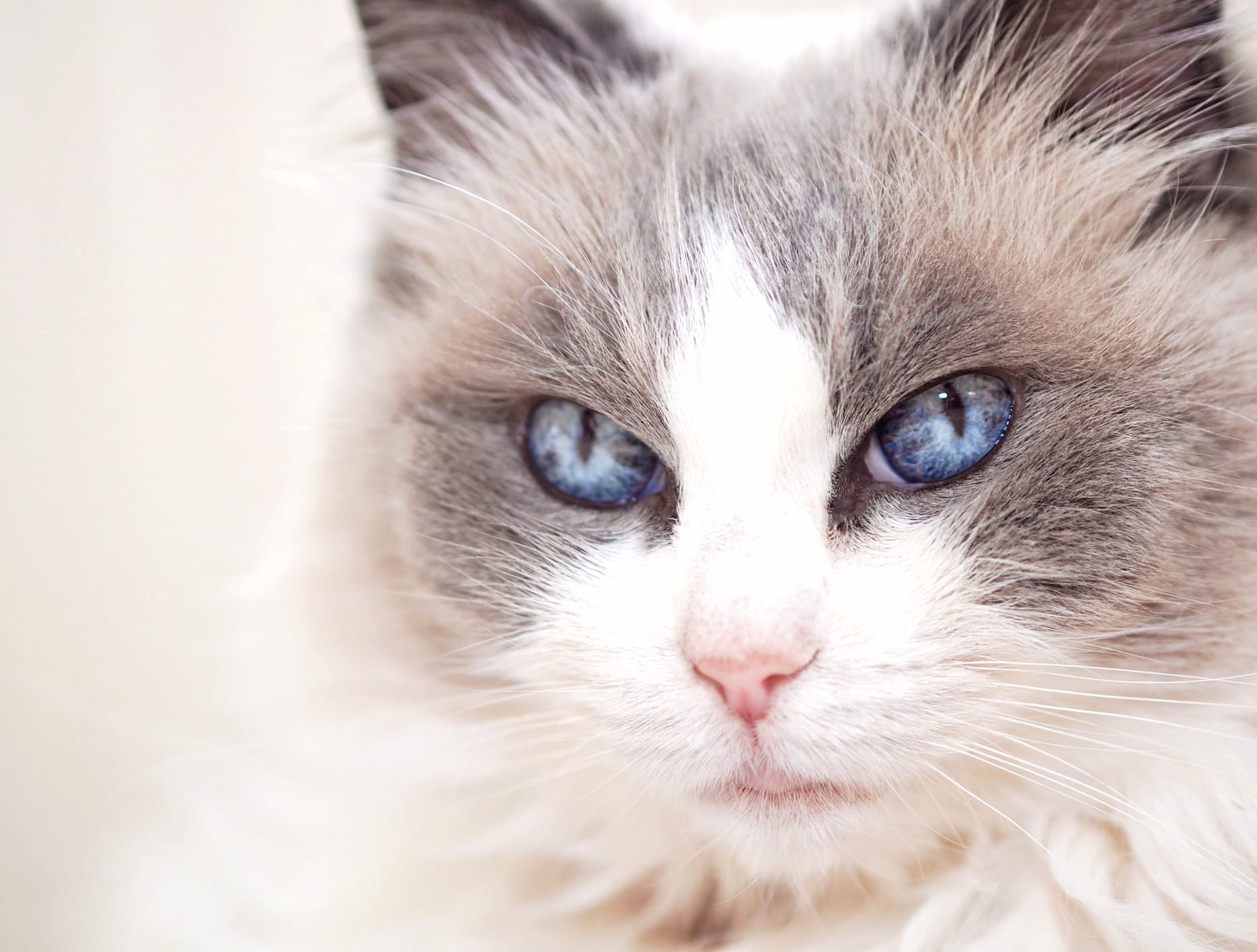 Close-up Blue Eyes Stare Animal Cat at 1680 x 945 HD size wallpapers HD quality