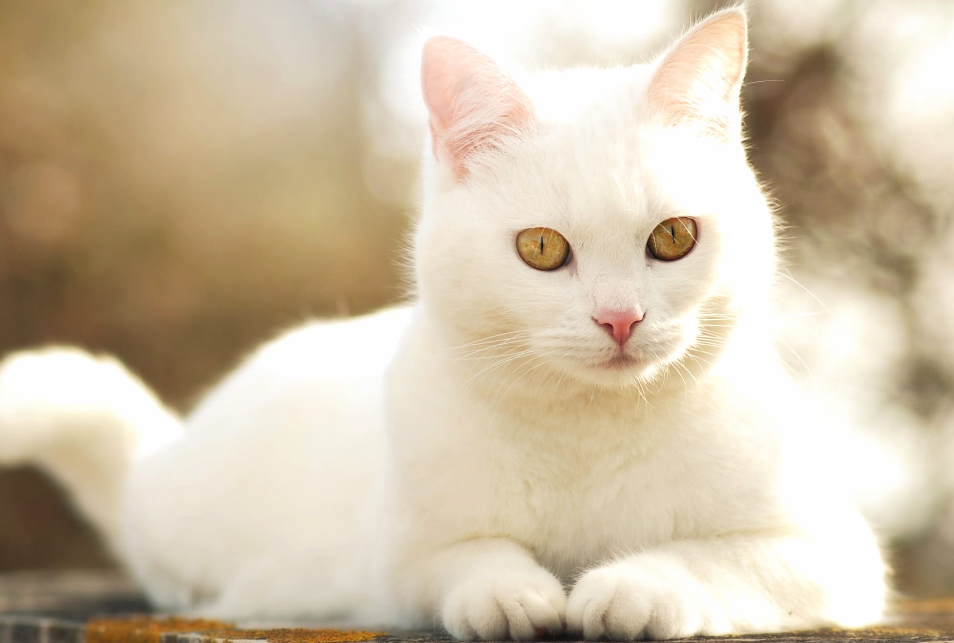 Close-up Bokeh Animal Cat at 1600 x 1200 size wallpapers HD quality