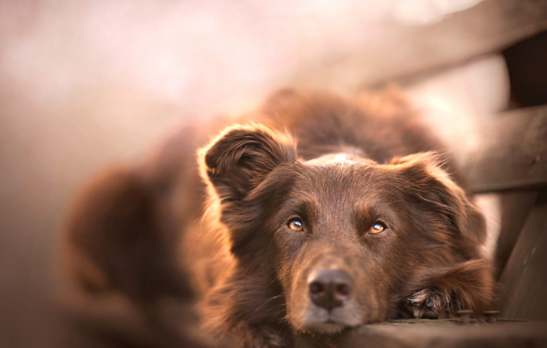 Close-up Dog Animal Australian Shepherd at 750 x 1334 iPhone 6 size wallpapers HD quality