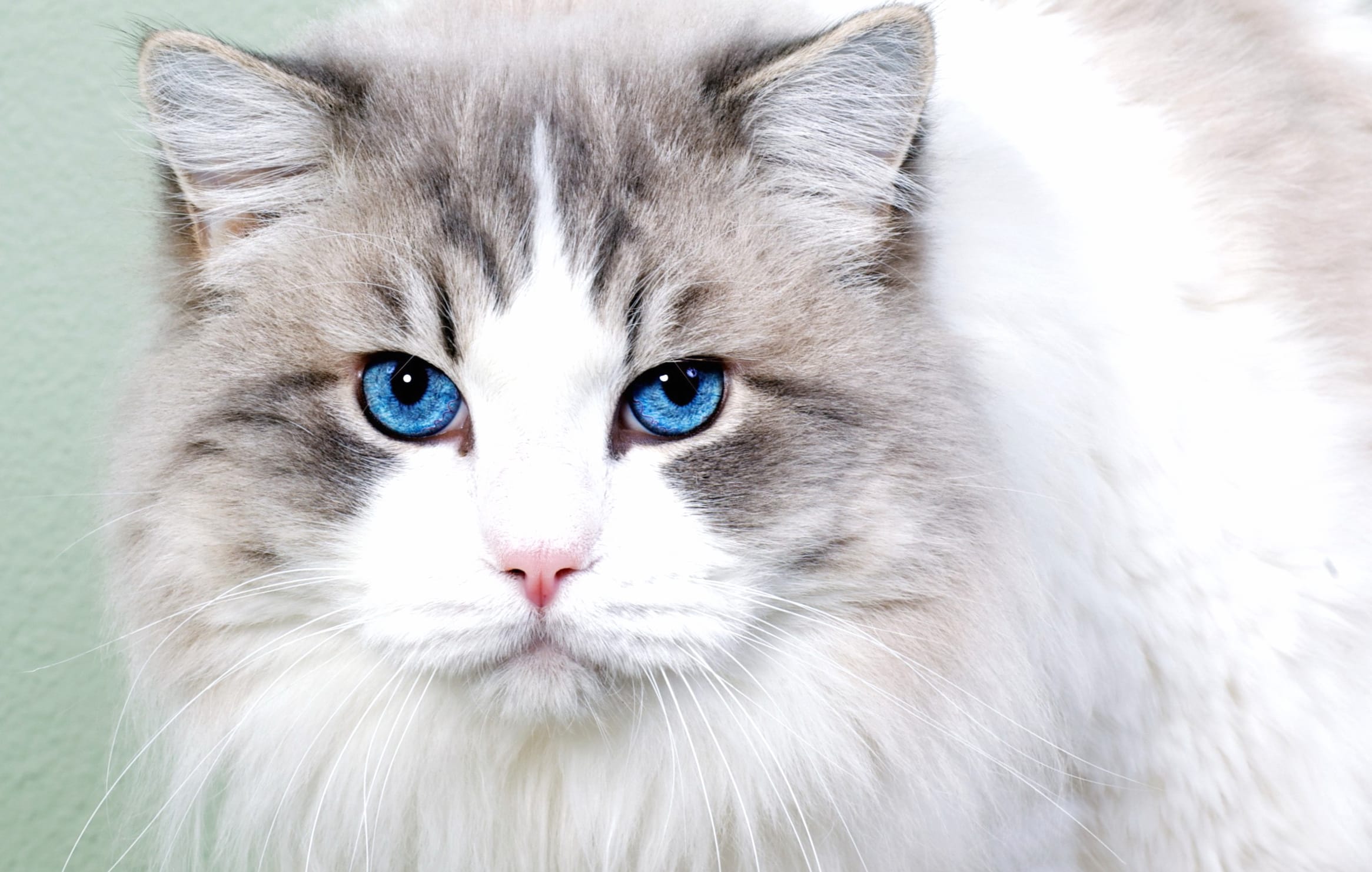 Close-up Face Blue Eyes Animal Cat wallpapers HD quality